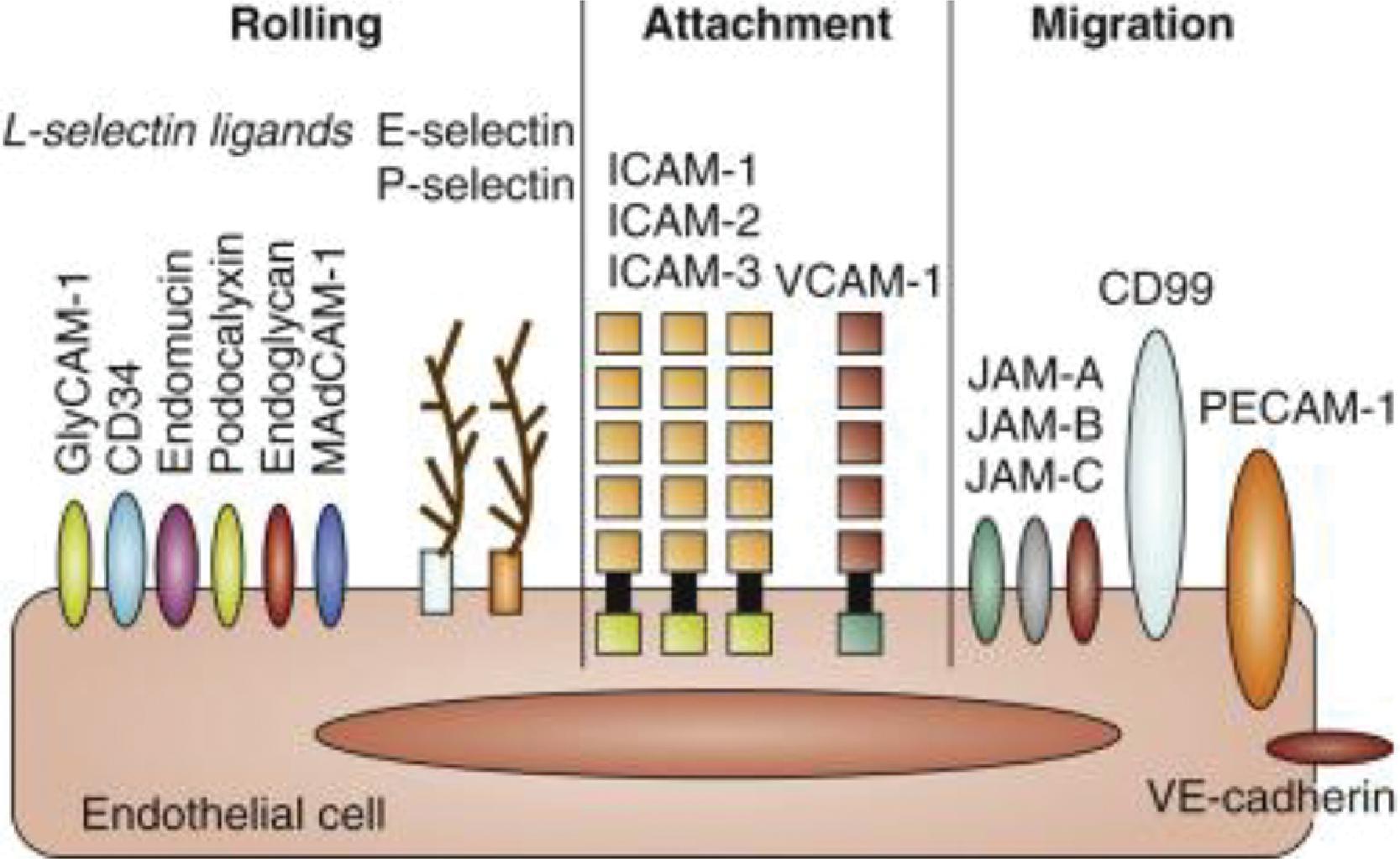 Fig. 56.7, Adhesion of White Blood Cells to Endothelial Cells Is Mediated by Several Receptor–Ligand Pair Interactions .