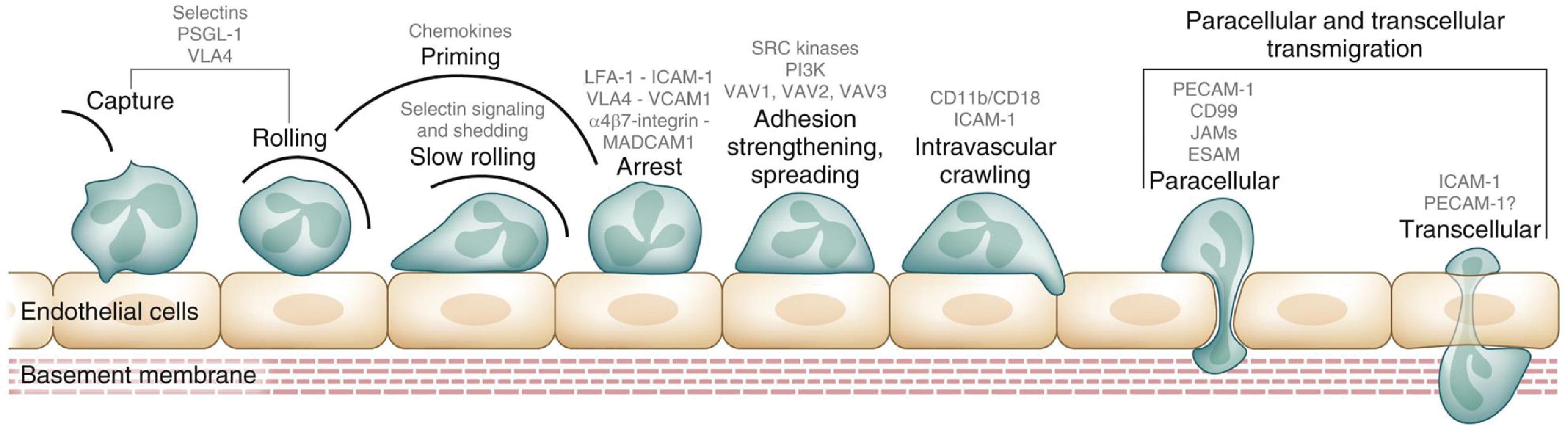 Fig. 56.8, Emigration of Neutrophils From the Vascular Space .