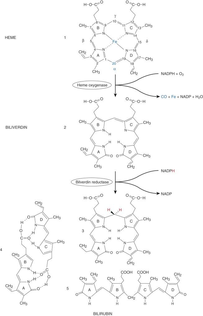 Figure 4-1, Chemical structures depicting the conversion of heme to bilirubin.