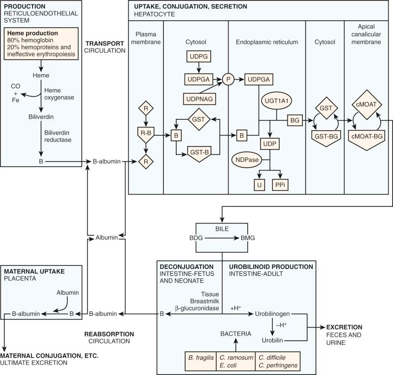 Figure 4-2, A schematic overview of bilirubin