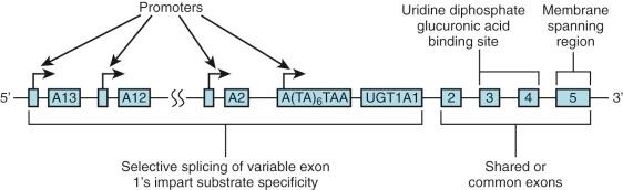 Figure 4-4, The human uridine diphosphate glucuronosyltransferase-1 gene.