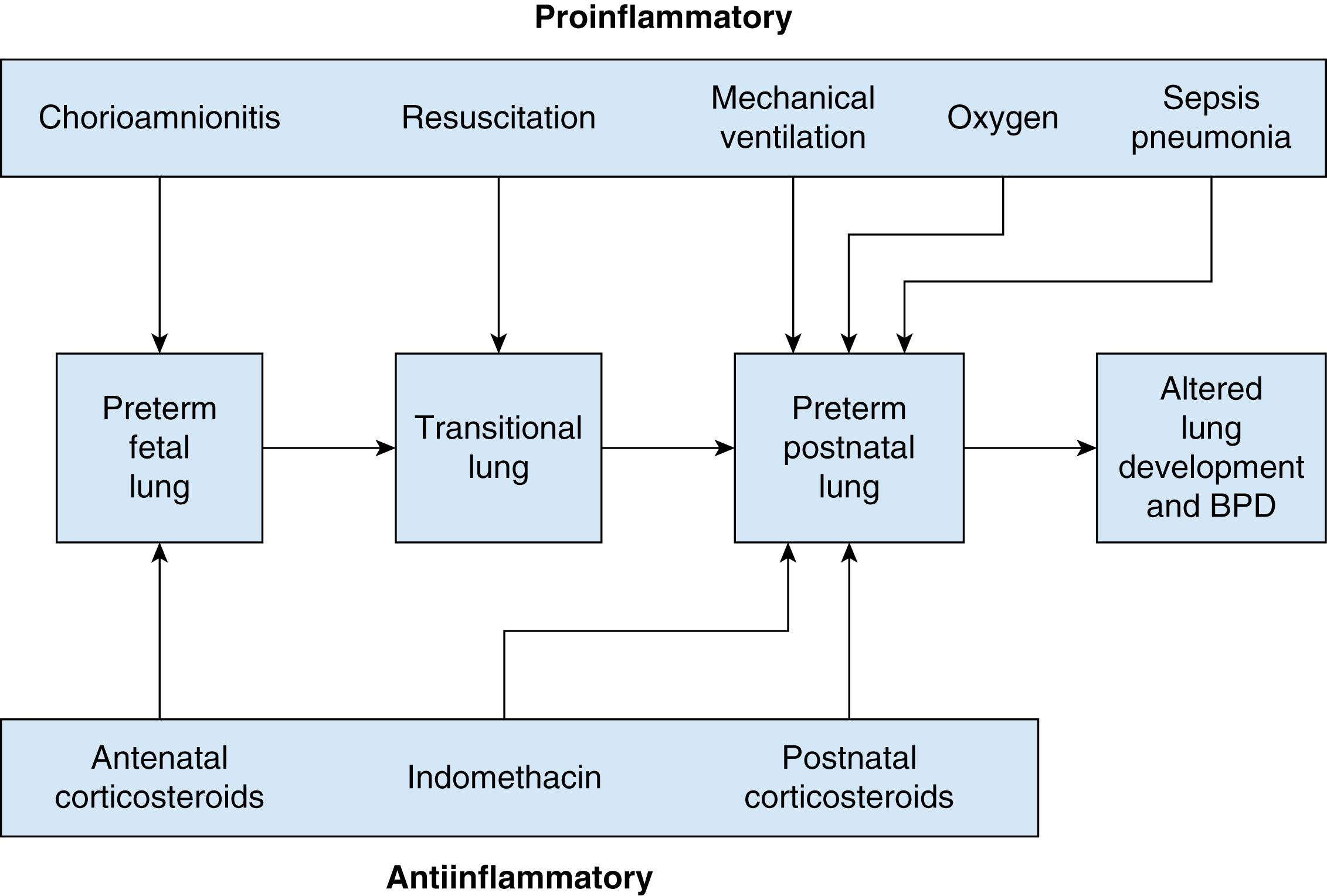 Figure 73.3, This schematic diagram depicts interaction between treatment and proposed inflammation in the pathogenesis of bronchopulmonary dysplasia (BPD).