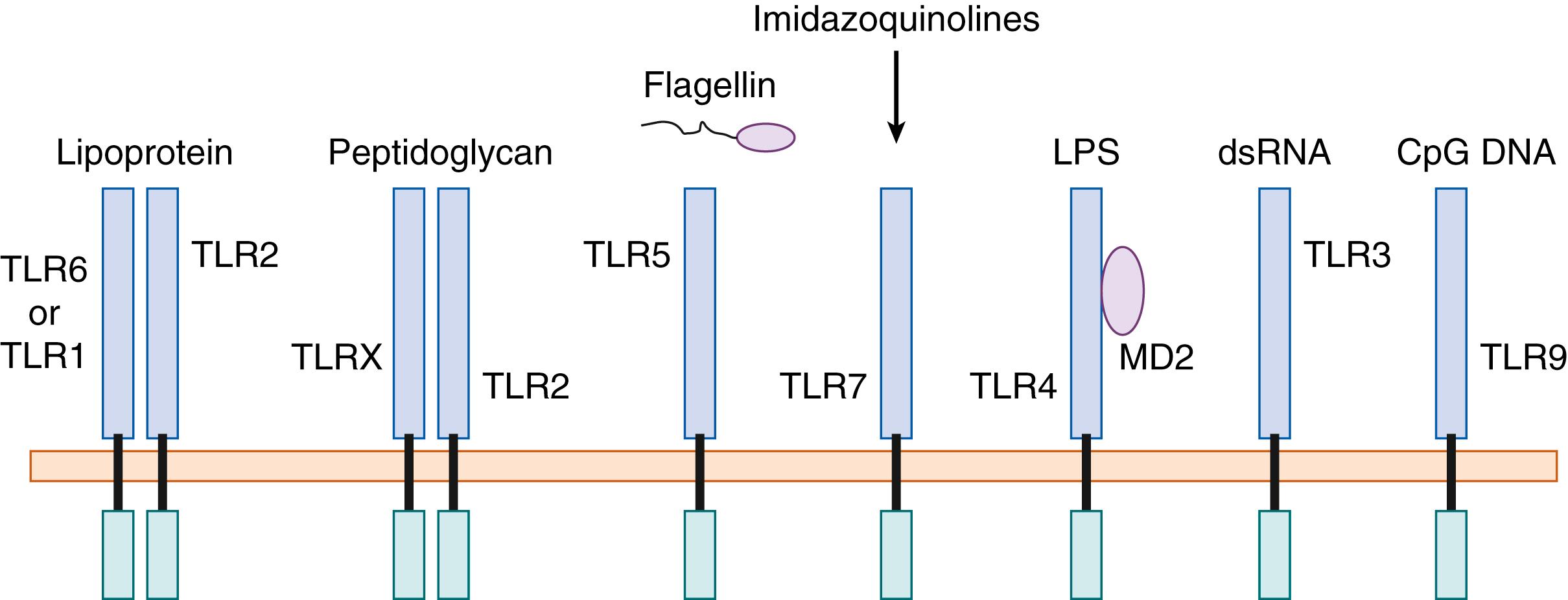 Fig. 123.1, Toll-like receptors (TLRs) and their ligands. TLRs function as molecular recognition receptors with specific ligand recognition motifs encoded by their leucine-rich repeat domains (horizontal lines) . The TLR2/6 heterodimer recognizes bacterial lipoproteins, and TLR2 also recognizes peptidoglycans. TLR5 recognizes flagellin, whereas TLR7 recognizes molecules such as imiquimod. TLR4 in conjunction with MD2 recognizes lipopolysaccharide (LPS) , but TLR4 is critical for signaling induced by LPS stimulation. TLR3 recognizes double-stranded (ds) RNA , and TLR9 recognizes hypomethylated CpG DNA .