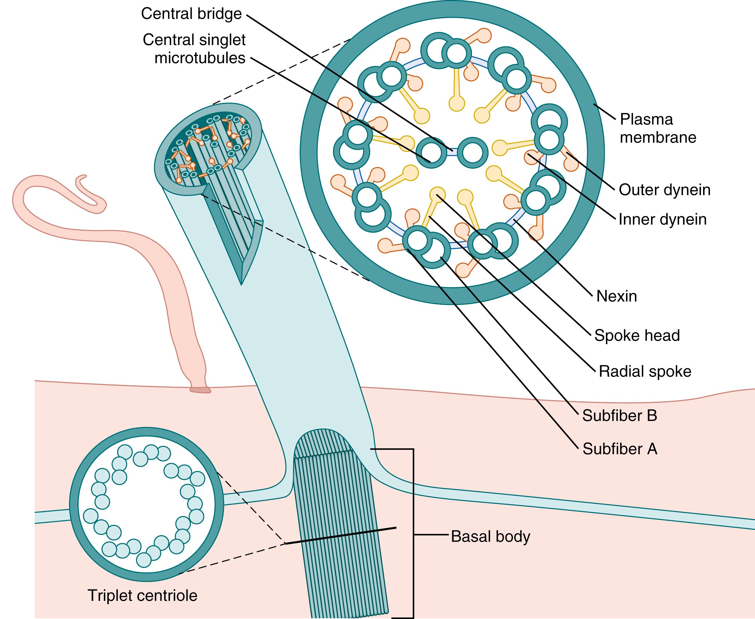 Fig. 123.2, Schematic diagram of a cilium. Note the relationship of dynein projections from one subfiber with the adjacent subfiber (inset) . Adenosine triphosphate hydrolysis results in conformational changes of the dynein arm, inducing subfiber movement and ultimately ciliary movement.