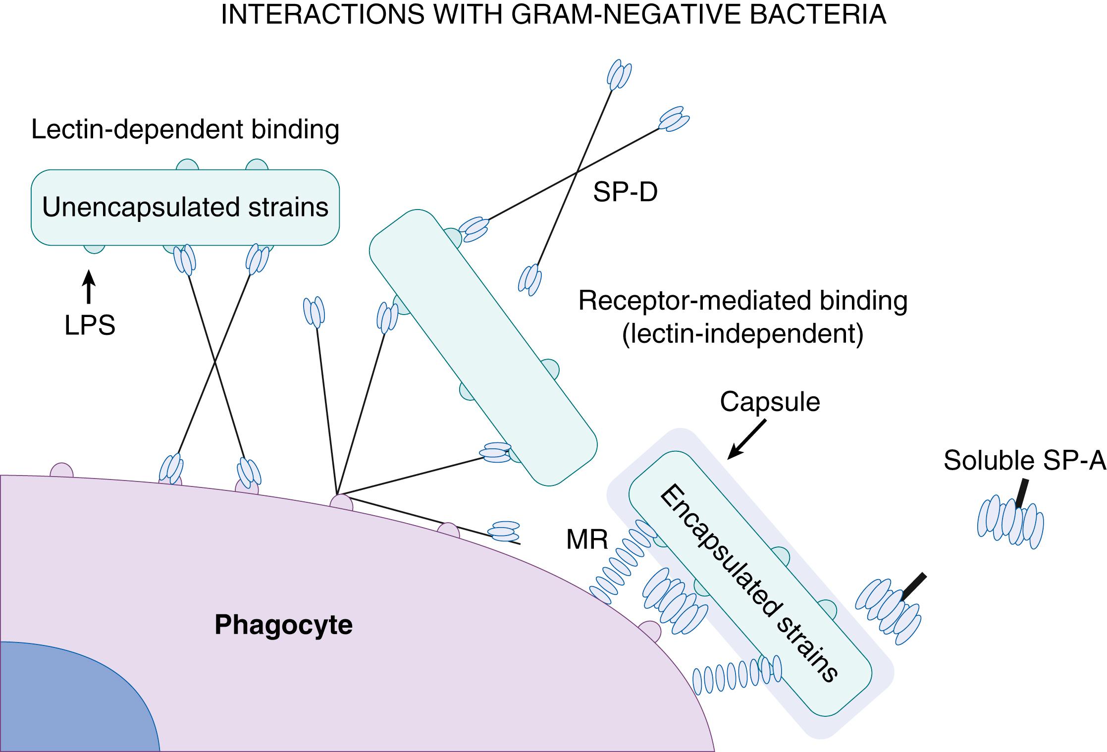 Fig. 123.5, Surfactant protein (SP)-A and SP-D are complementary opsonins for gram-negative bacteria. SP-D binds to lipopolysaccharide (LPS) core sugars exposed by nonencapsulated variants, the phenotype required for colonization and invasion. Encapsulation increases pathogenicity and limits SP-D binding, but allows SP-A recognition and binding of capsular polysaccharides. Subsequent phagocytosis may occur through SP binding to phagocyte surface carbohydrates (lectin-dependent) or may be receptor mediated (lectin-independent), as depicted by SP-A engagement of mannose receptors.