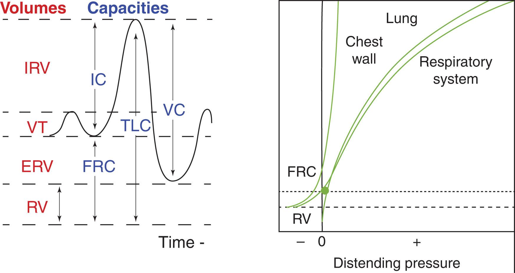 Fig. 39.1, (A) Components of total lung capacity (TLC) include residual volume (RV) , expiratory reserve volume (ERV) , tidal volume (VT) , and inspiratory reserve volume (IRV) . Functional residual capacity (FRC) = RV + ERV; inspiratory capacity (IC) = VT + IRV. FRC is the volume of gas that remains in the lungs at the end of expiration when alveolar and airway pressures are at equilibrium. (B) An idealized plot of volume as a function of distending pressure for the lung, chest wall, and respiratory system (lung plus chest wall) of normal infant. The compliance curves are derived by instillation or removal of a measured volume of gas from the lung and allowing the respiratory system to come to rest against a shuttered airway. At this point only elastic forces are acting on the respiratory system, and airway pressure is equal to alveolar pressure. Intrapleural pressure can be measured with an esophageal balloon. Because airway pressure is equal to alveolar pressure, the distending pressure for the lung can be measured as airway pressure minus intrapleural pressure . The distending pressure for the chest wall is intrapleural pressure minus atmospheric pressure , and the distending pressure for the respiratory system is airway pressure minus atmospheric pressure . Compliance is the change in volume divided by the change in distending pressure. At FRC, the lung and chest wall distending pressures are equal but opposite and therefore the total respiratory system distending pressure is zero. The shaded area is the resting intrapleural pressure at FR.