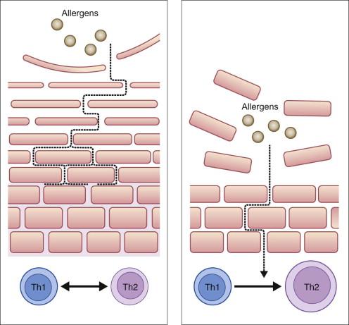 Figure 5.1, Illustration of the SC in adults (left panel) compared with infants (right panel).