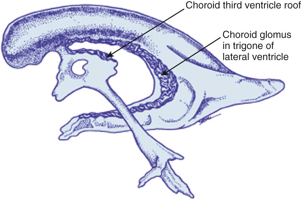 FIG. 45.15, Choroid Plexus.