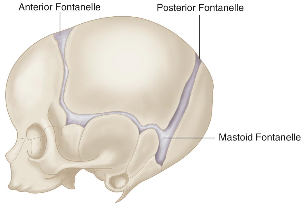 FIG. 45.7, Acoustic Windows: Anterior, Posterior, and Mastoid Fontanelles.