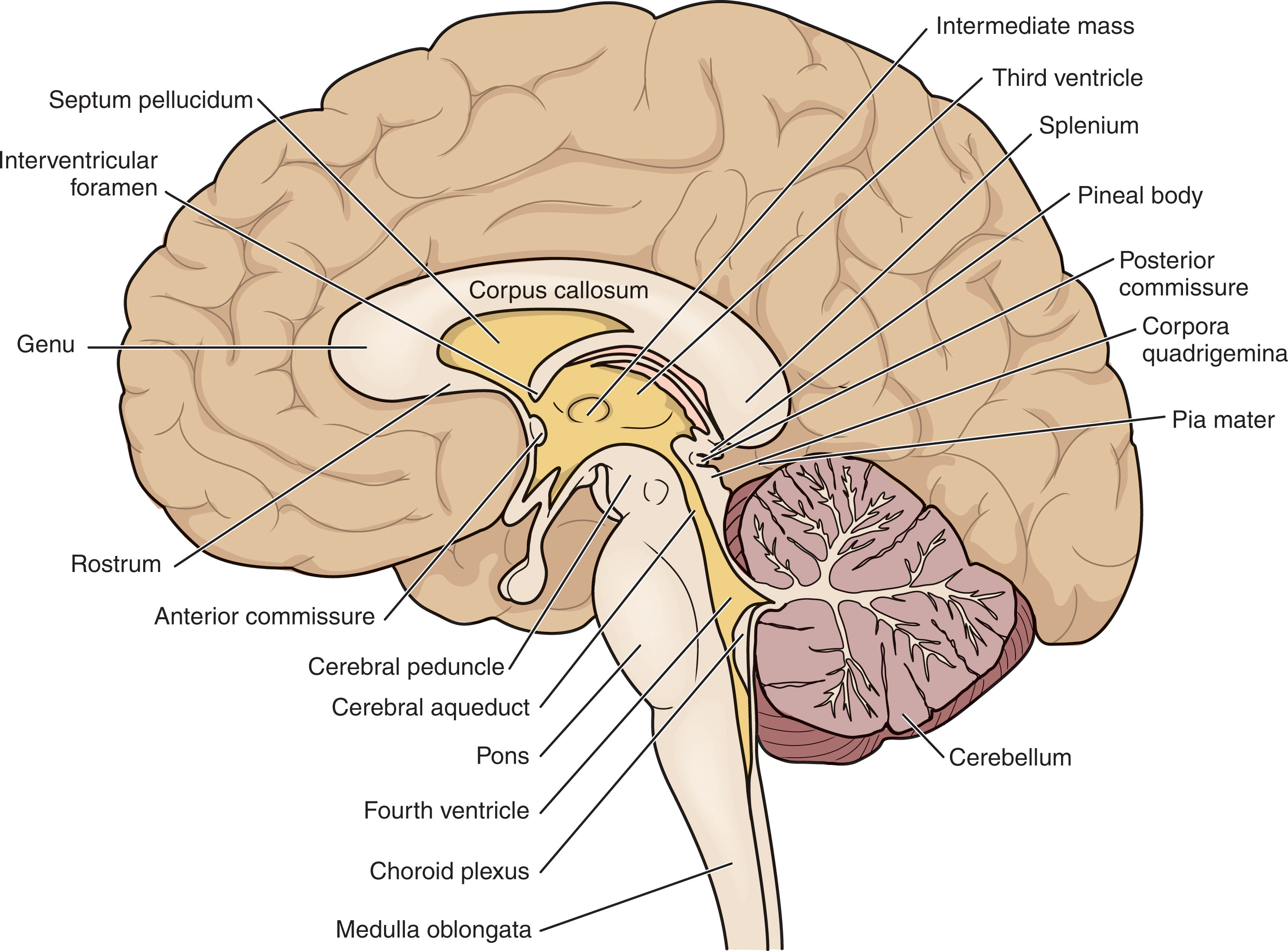 Fig. 27.12, Midsagittal brain anatomy