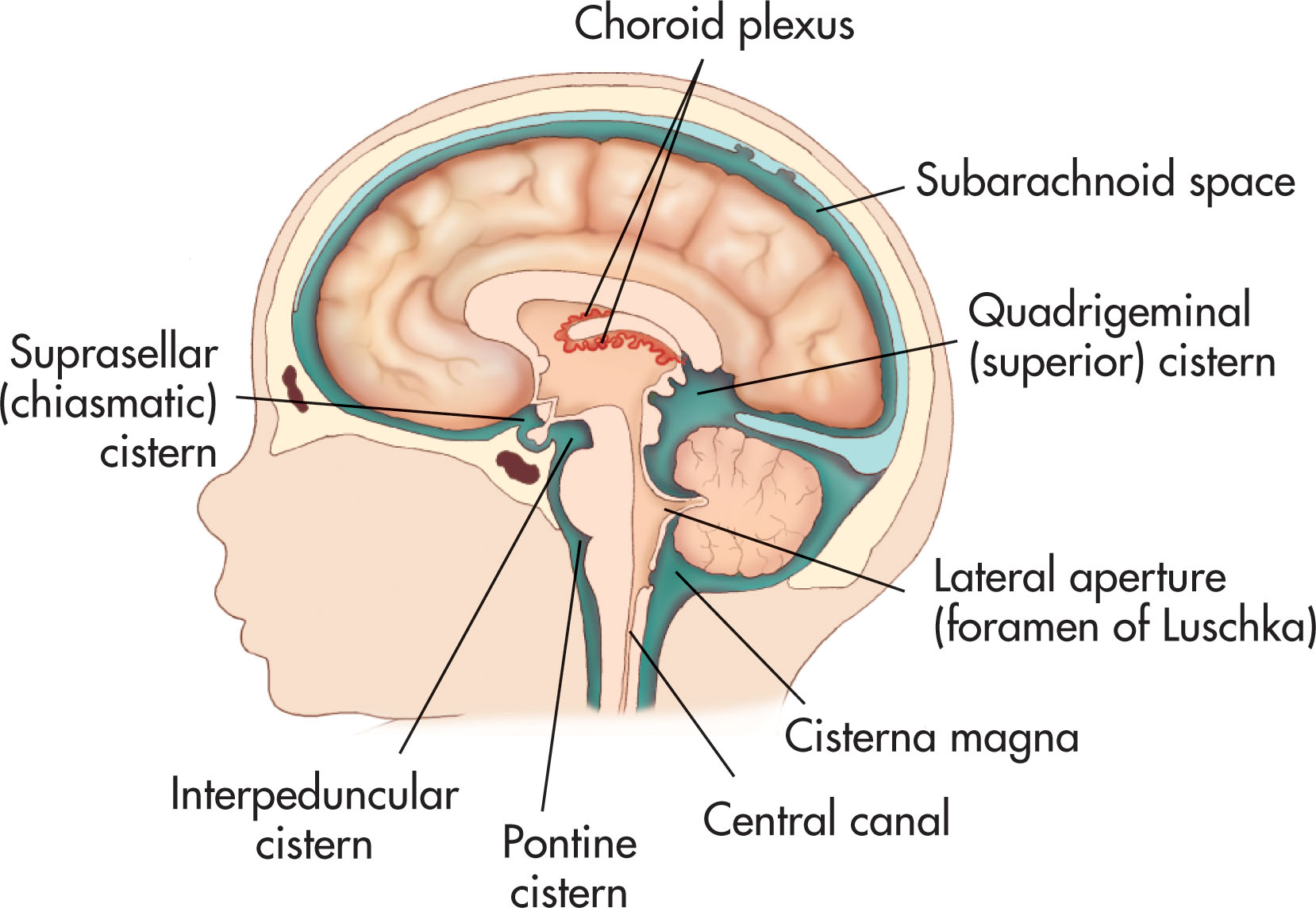 Fig. 27.5, Sagittal view outlining the subarachnoid space/cisterns