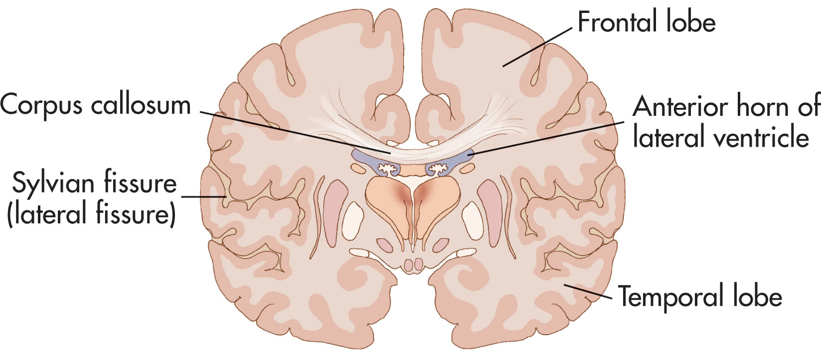 Fig. 27.8, Coronal cerebrum diagram