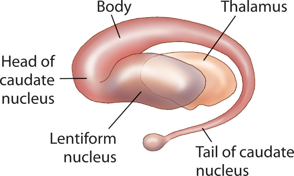 Fig. 27.10, Basal ganglia