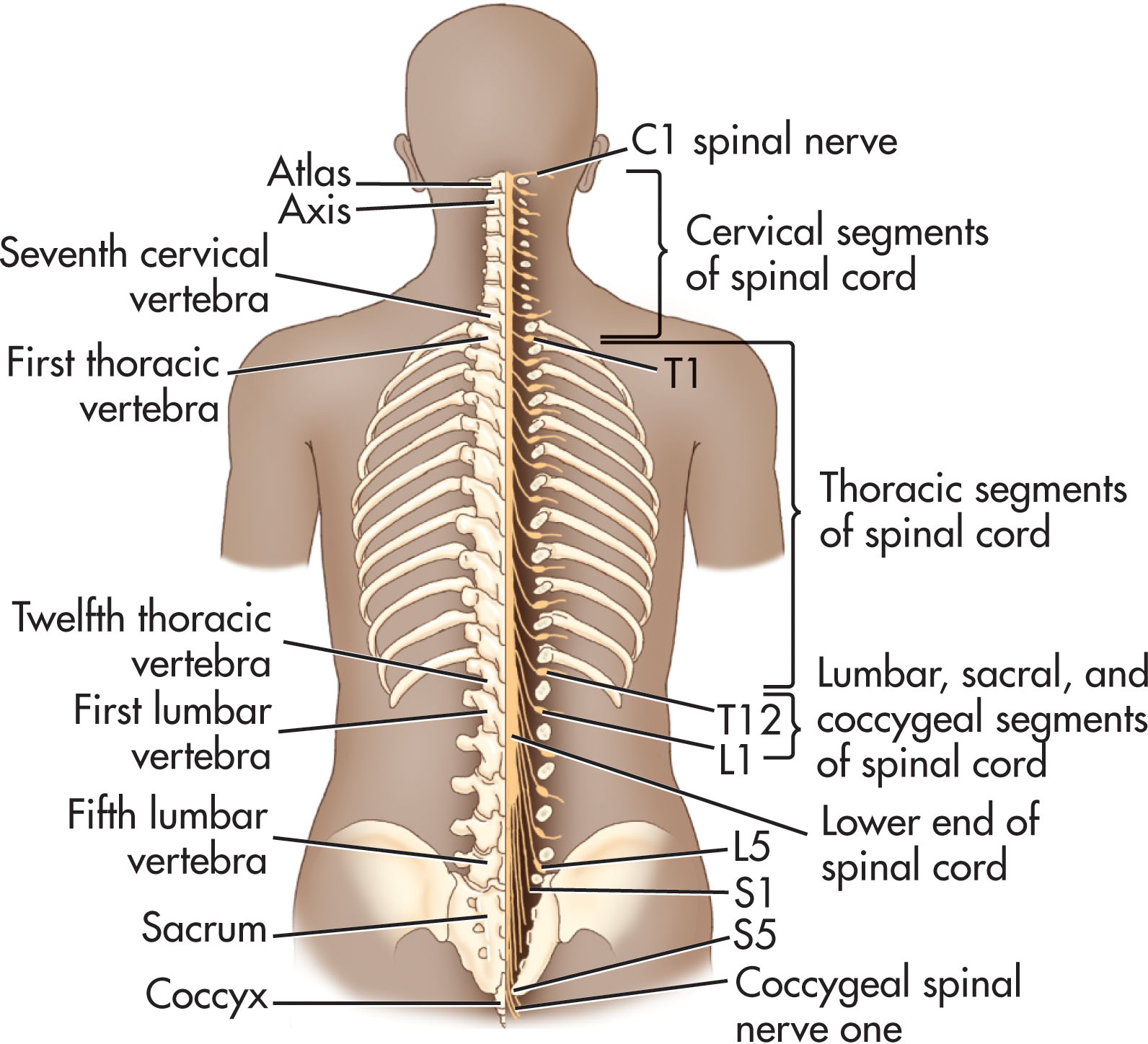 Fig. 29.1, Vertebral column.