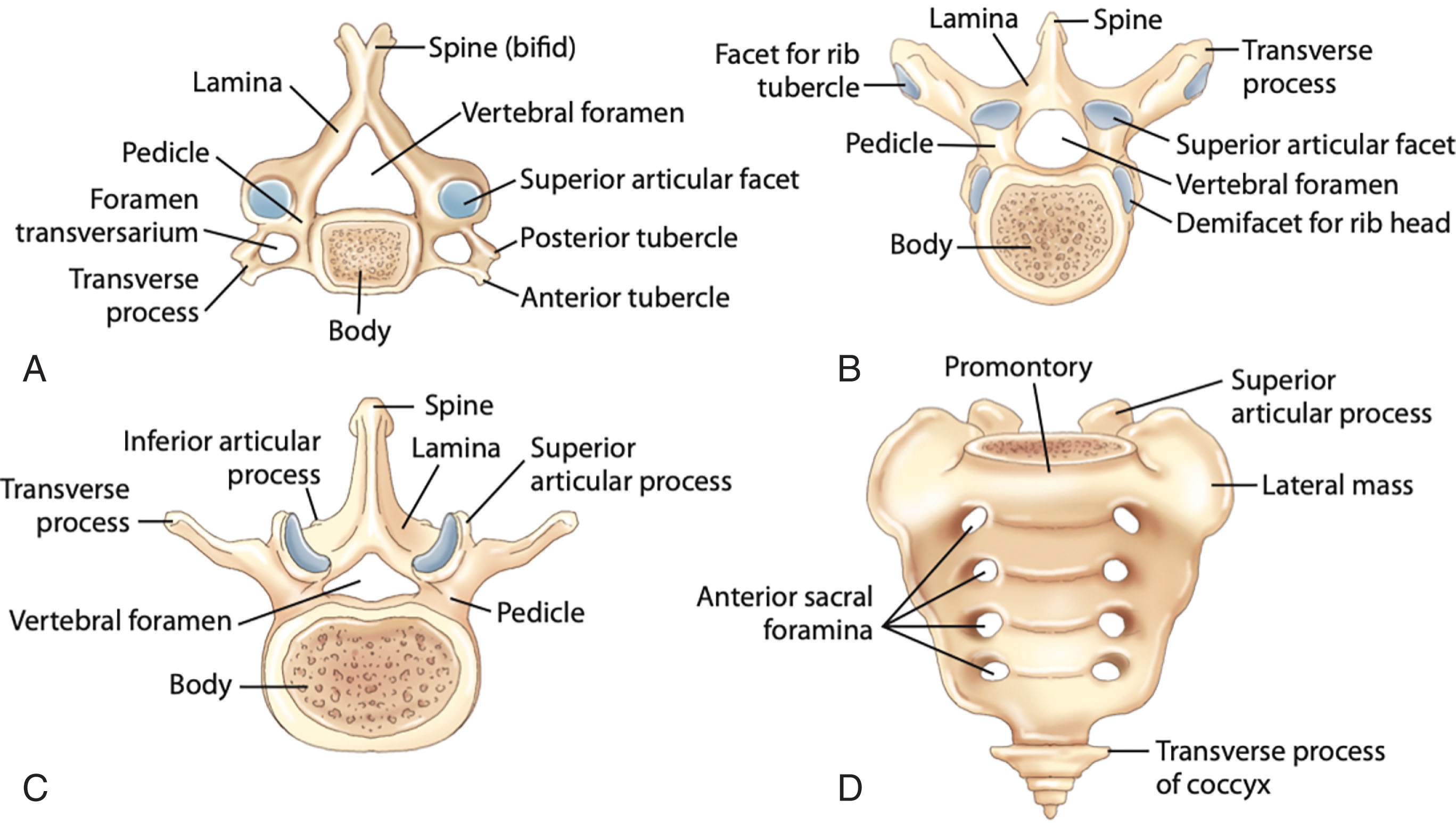 Fig. 29.2, Basic vertebrae features.