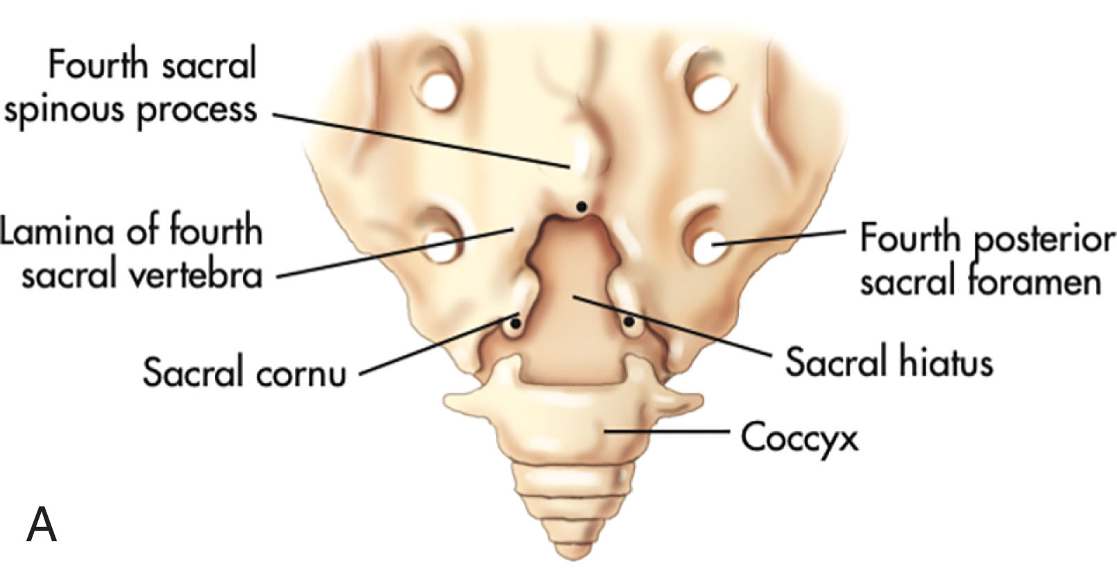 Fig. 29.3, Sacrum.