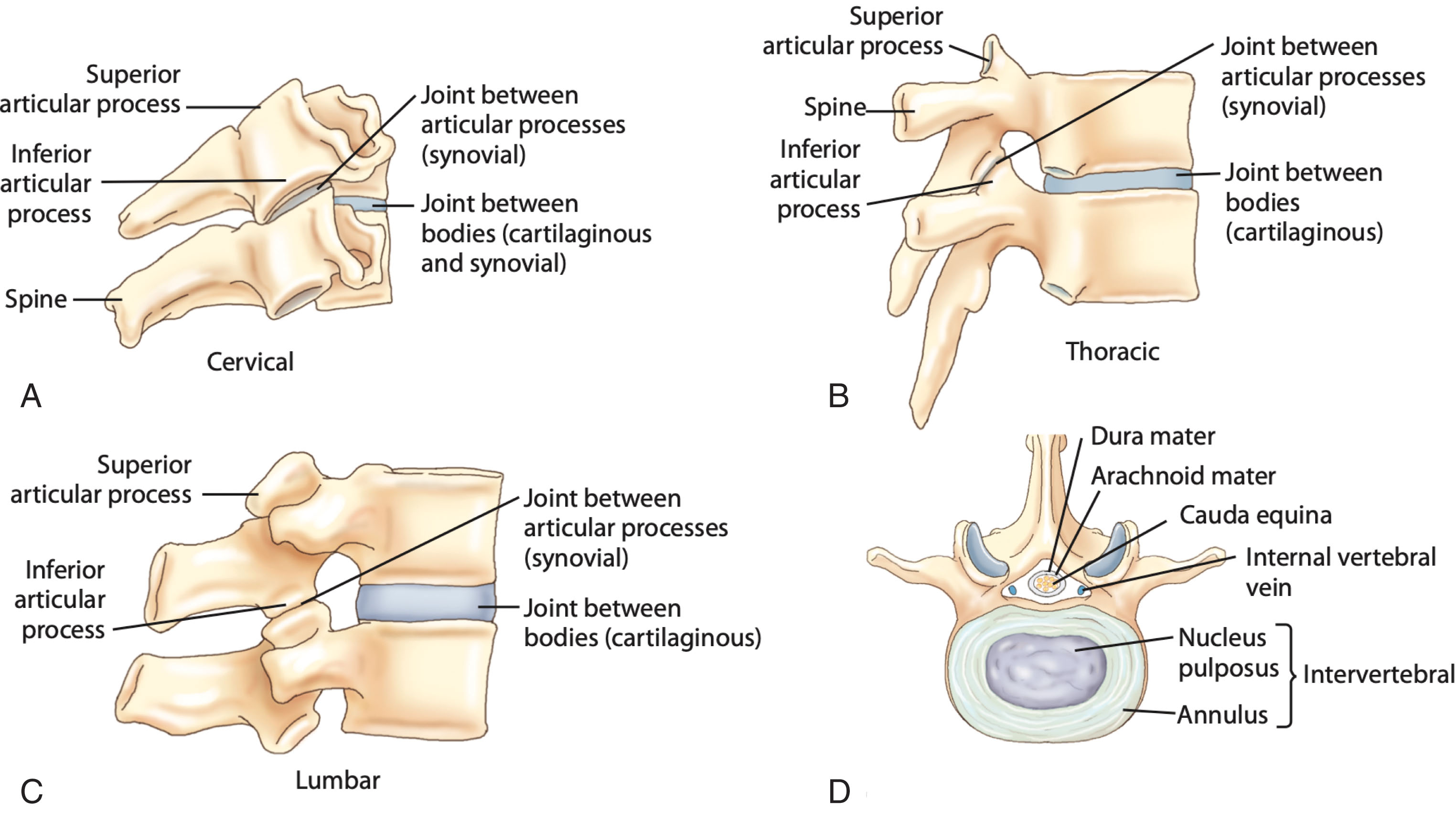 Fig. 29.4, Disk joints of the vertebral column.