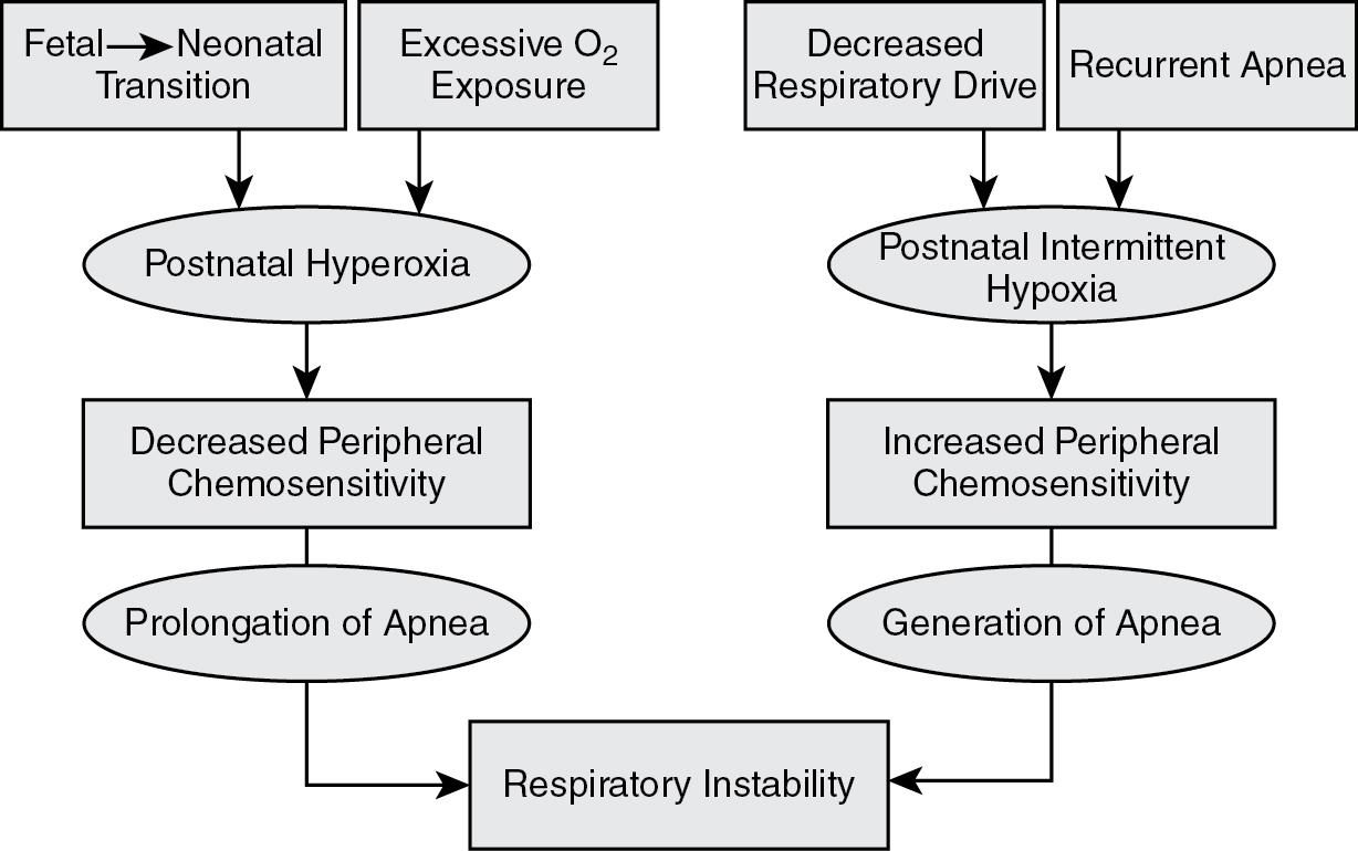 Fig. 12.1, Proposed model illustrating the effects of hyperoxia and intermittent hypoxia on carotid chemoreceptor activities and subsequent effects on respiratory instability. The fetal–neonatal transition combined with excessive O 2 exposure decreases peripheral chemosensitivity, which could prolong termination of an apneic event leading to respiratory instability. On the other hand, decreased respiratory drive and recurrent apnea result in oscillations in hypoxia during development, which may lead to a long-lasting increase in peripheral chemosensory activity (sensitization). The result could be hyperventilation and eventual apnea.