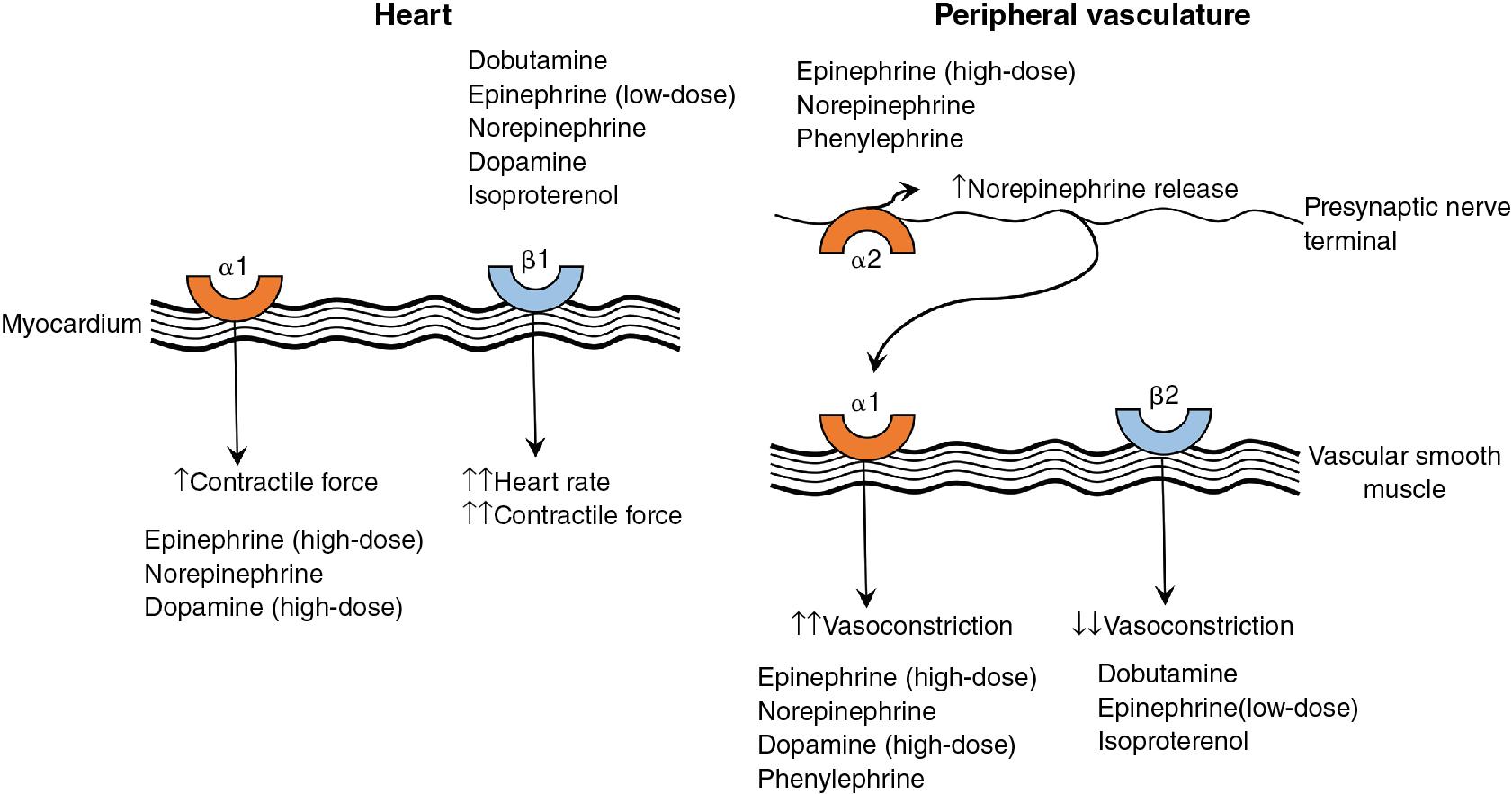 Fig. 5.1, Effects of medications on adrenergic receptors in the heart and peripheral vasculature.