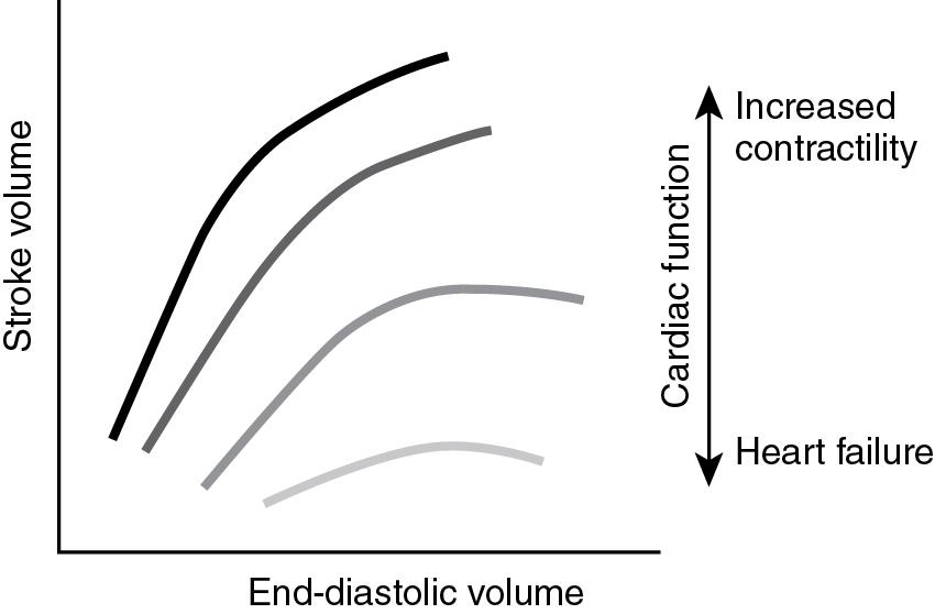 Fig. 15.1, Frank-Starling curves of the heart represented as the relationship between end-diastolic volume and stroke volume. In a normal heart (blue and green curves) stroke volume increases with increases in end-diastolic volume (sarcomere stretch). However, in a heart with depressed function, the Frank-Starling curve shifts downward and to the right and increases in end-diastolic volume only minimally augment stroke volume.