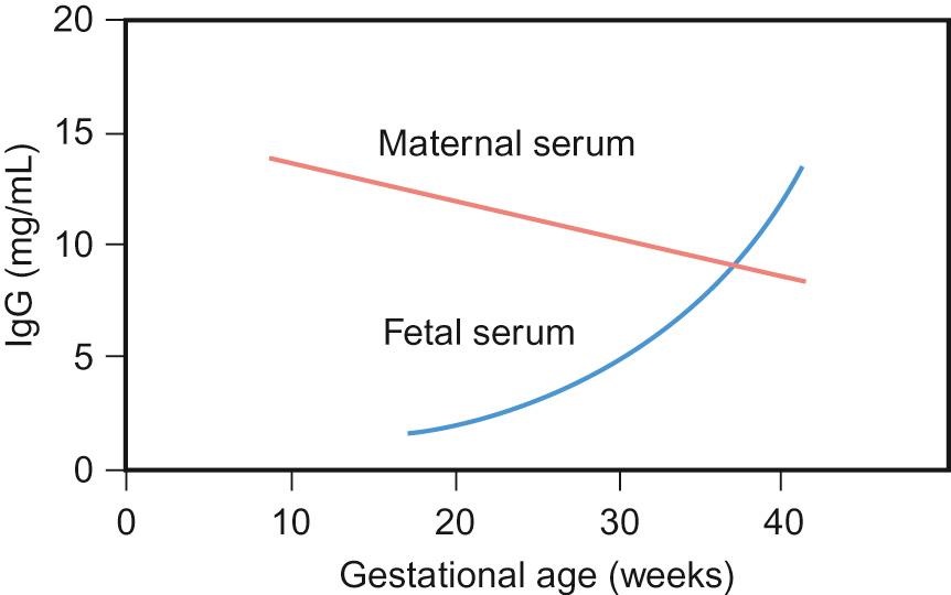 Fig. 11.3, Changes in maternal and fetal IgG levels with gestational age, showing that fetal IgG levels exceed those of the mother at term.