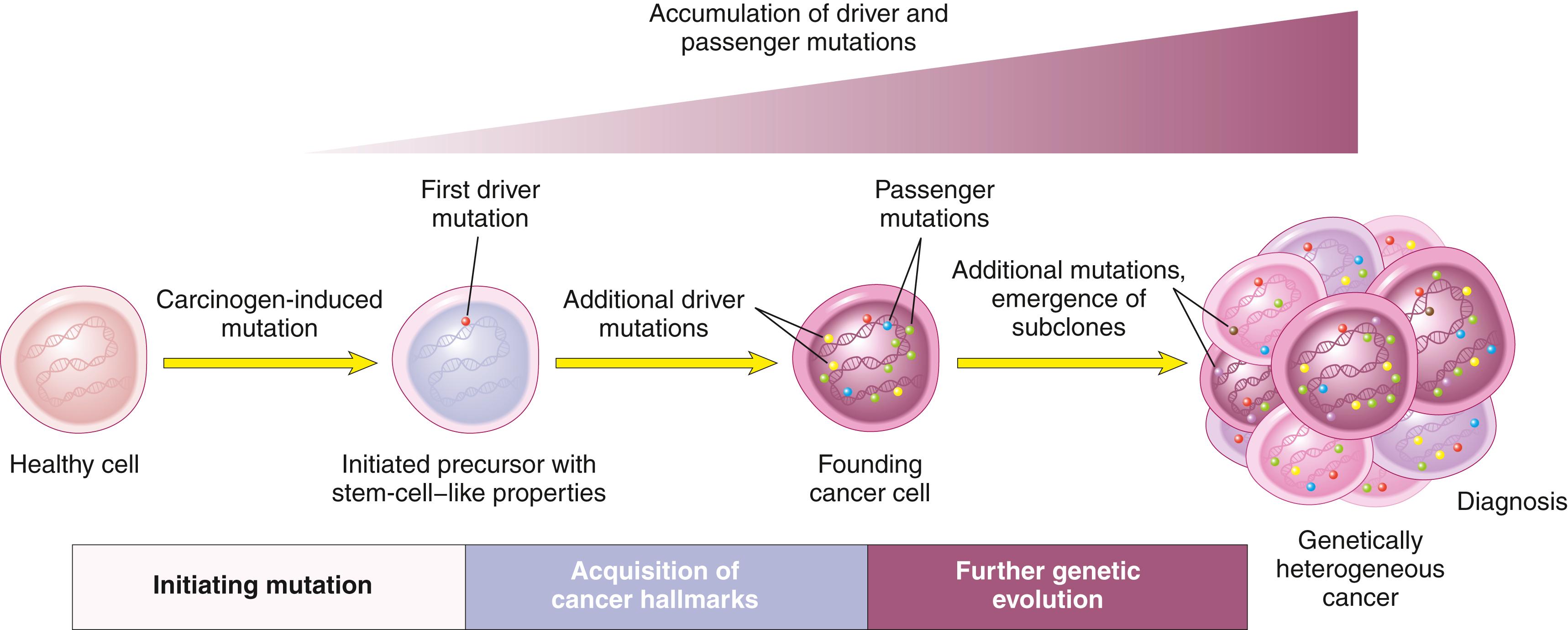 FIG. 6.14, Development of cancer through stepwise accumulation of complementary driver mutations. The order in which various driver mutations occur is usually unknown and may vary from tumor to tumor.