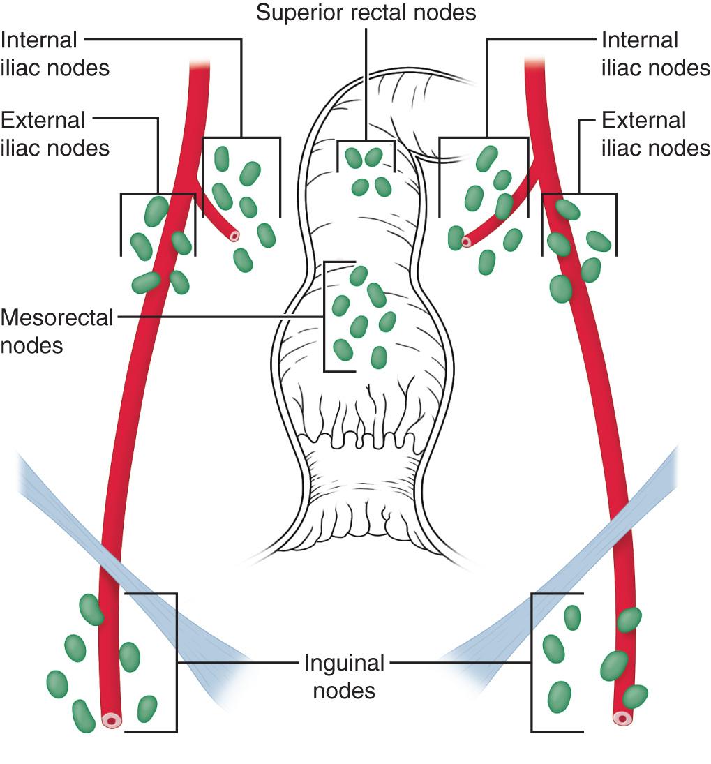 FIGURE 173.2, Regional lymph nodes of the anal canal.