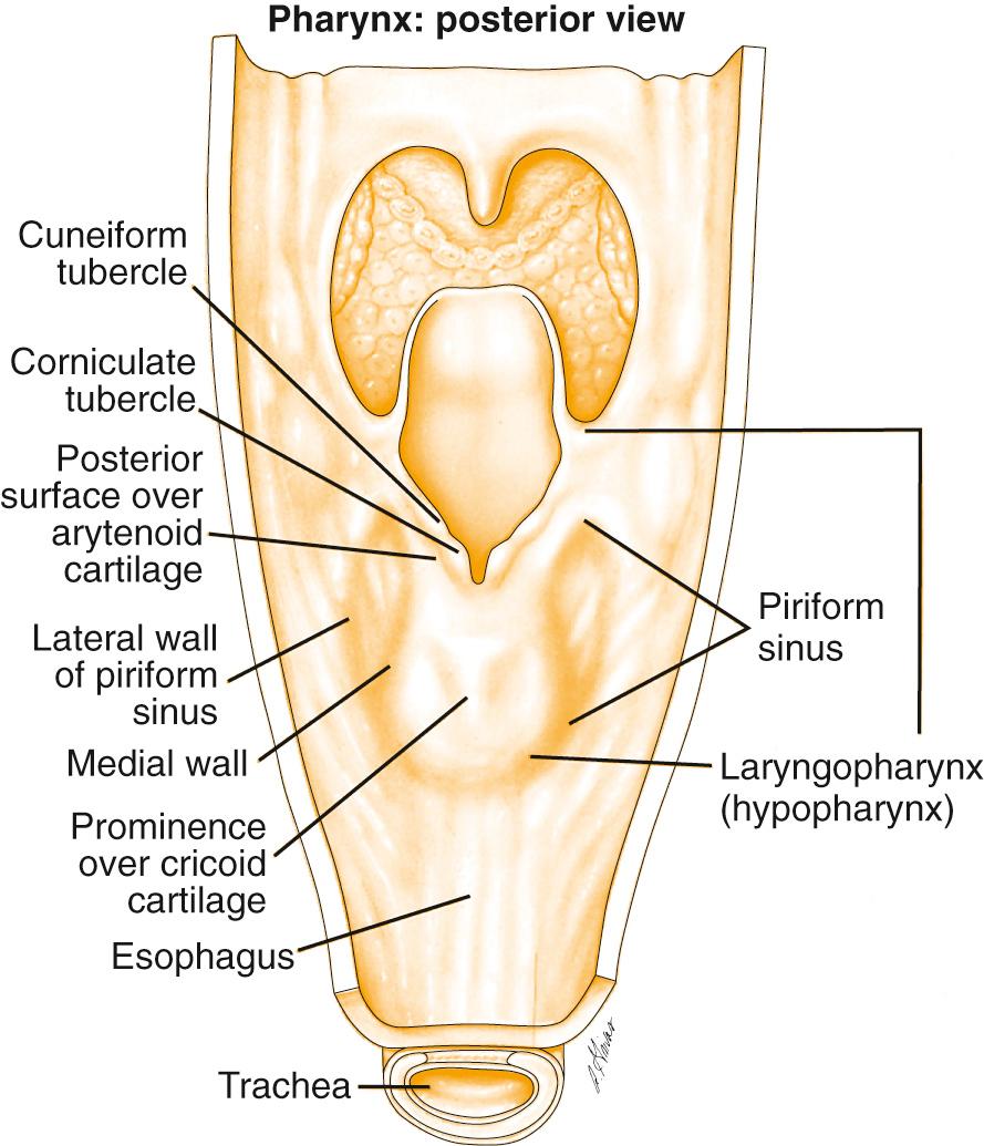 Fig. 101.1, Anatomic regions of the hypopharynx.