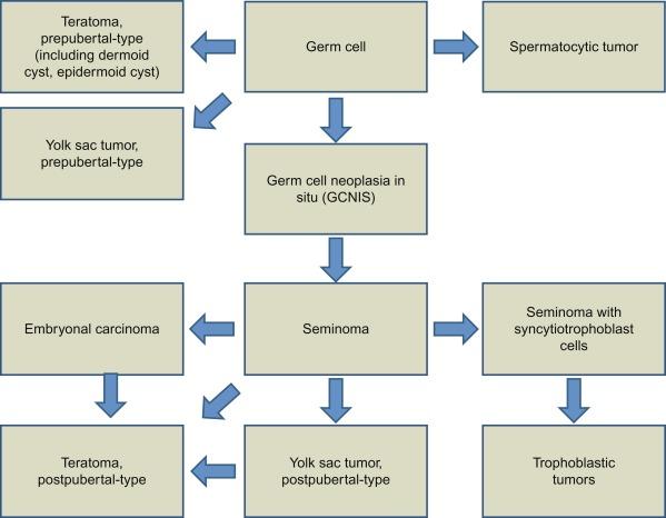 Fig. 13.4, New model of germ cell tumor histogenesis, based on the tetrahedron model of Srigley et al. (Srigley JR, Mackay B, Toth P, Ayala A. The ultrastructure and histogenesis of male germ neoplasia with emphasis on seminoma with early carcinomatous features. Ultrastruct Pathol . 1988;12:67–86). In this model, seminoma plays a pivotal role as a precursor for many other forms of germ cell tumor. Note the absence of GCNIS for prepubertal-type teratoma, prepubertal-type yolk sac tumor, and spermatocytic tumor.