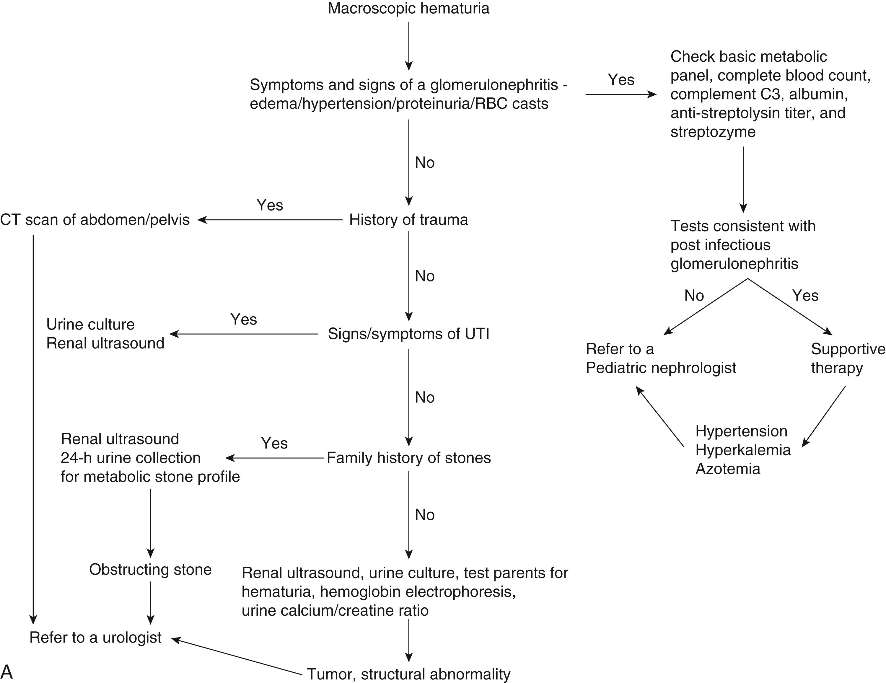 Fig. 14.3, Algorithms of hematuria evaluation. (A) Gross hematuria. (B) Asymptomatic microscopic hematuria. (C) Microscopic hematuria with symptoms or additional findings. CT, Computed tomography; MH, microscopic hematuria; RBC, red blood cell; UTI, urinary tract infection.