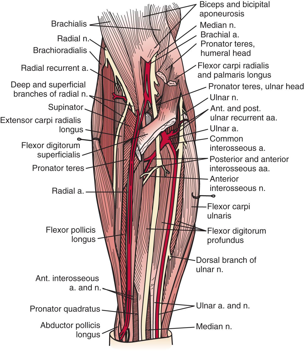 FIG 72.1, Major neurovascular and muscular relationships of the elbow region. a. , Artery; n. , nerve.