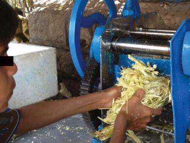 Fig. 8.2, Young Cambodian child placing hands dangerously close to sugar cane–squeezing machine.