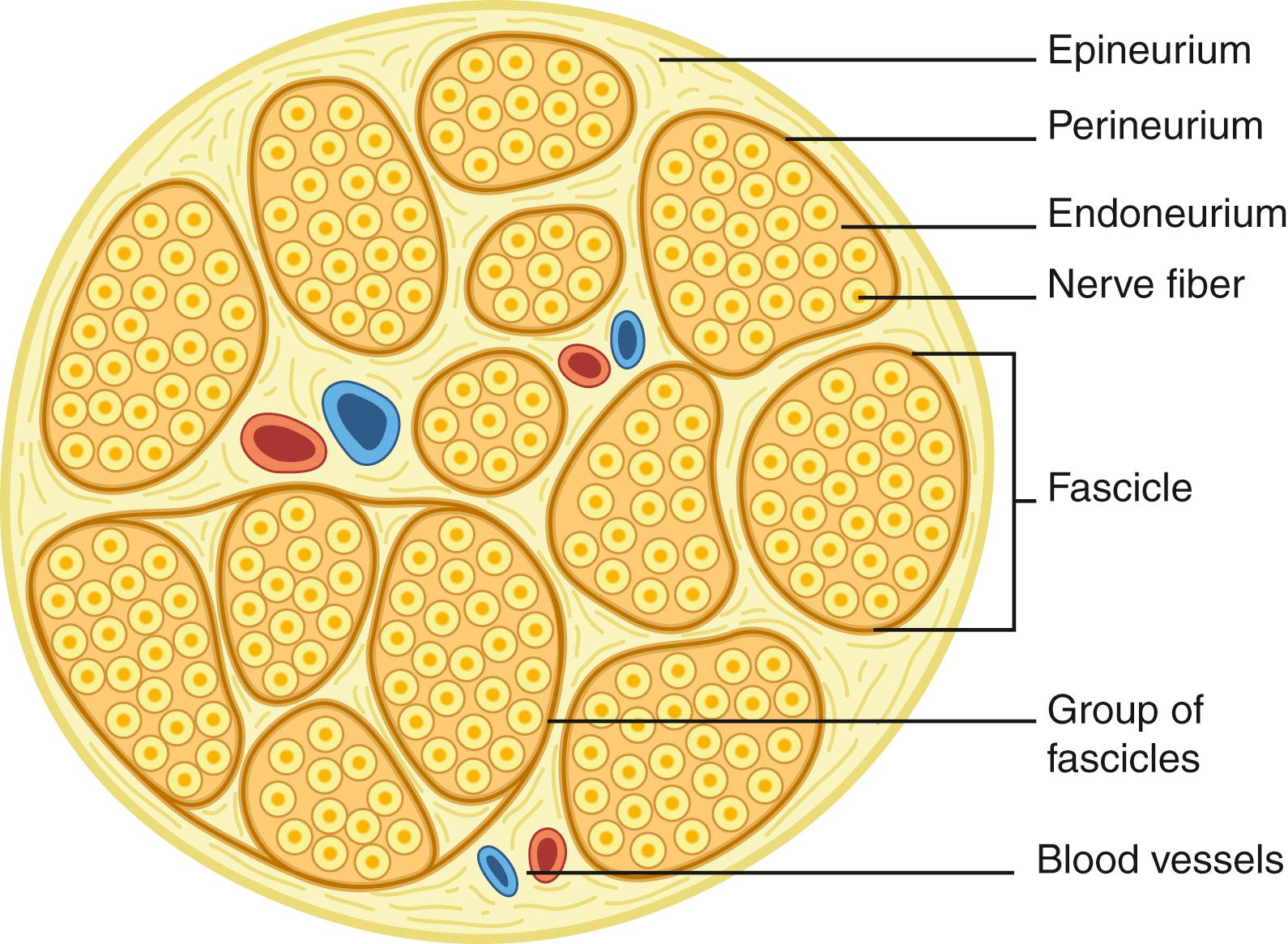 Fig. 30.1, Schematic demonstrating connective tissue layers within a nerve.