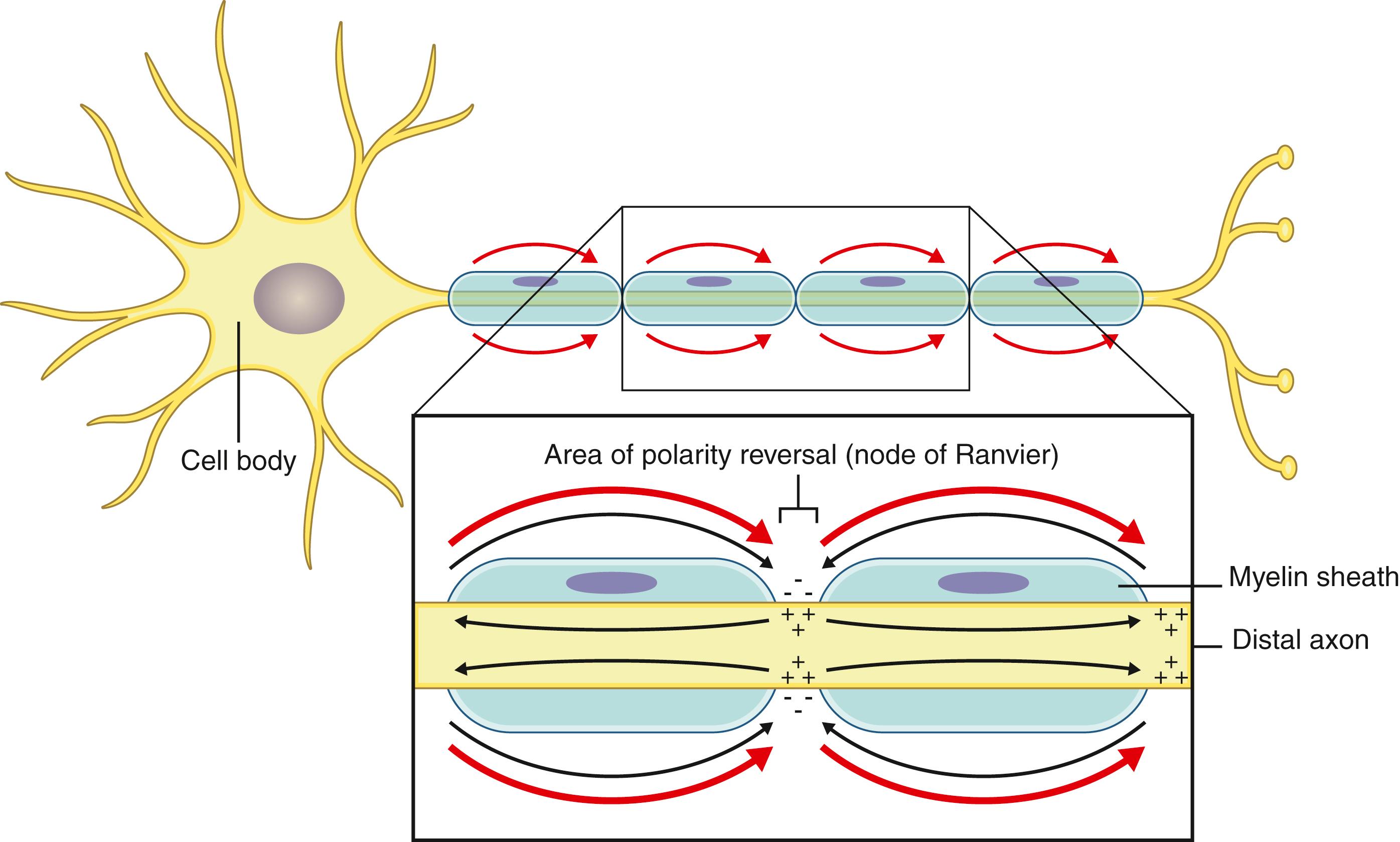 Fig. 30.2, The combination of myelin segments (only passive conduction) and nodes of Ranvier (self-propagating action potential formation) is referred to as “saltatory” conduction and allows very rapid transmission of nerve signals over long distances.