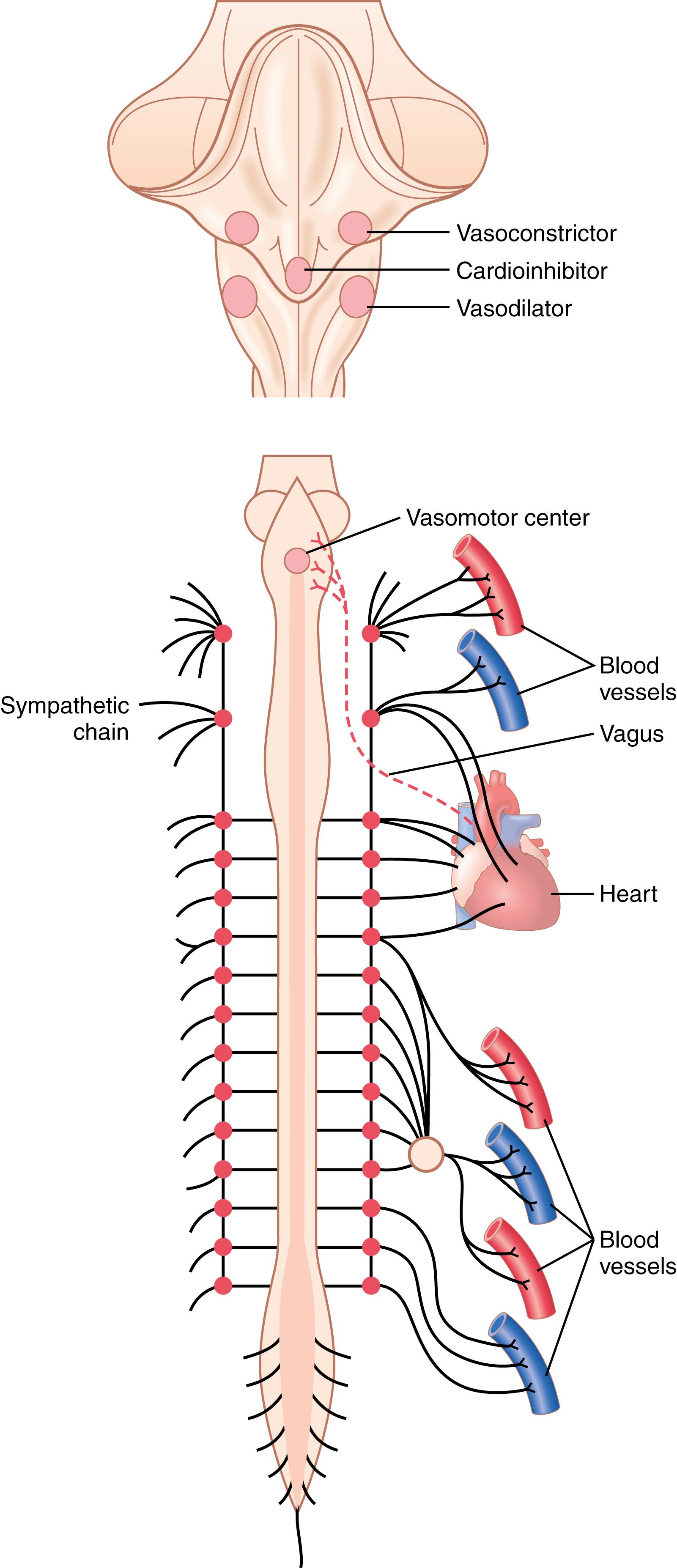 Figure 18-1., Anatomy of sympathetic nervous control of the circulation. Also, shown by the dashed red line, is a vagus nerve that carries parasympathetic signals to the heart.