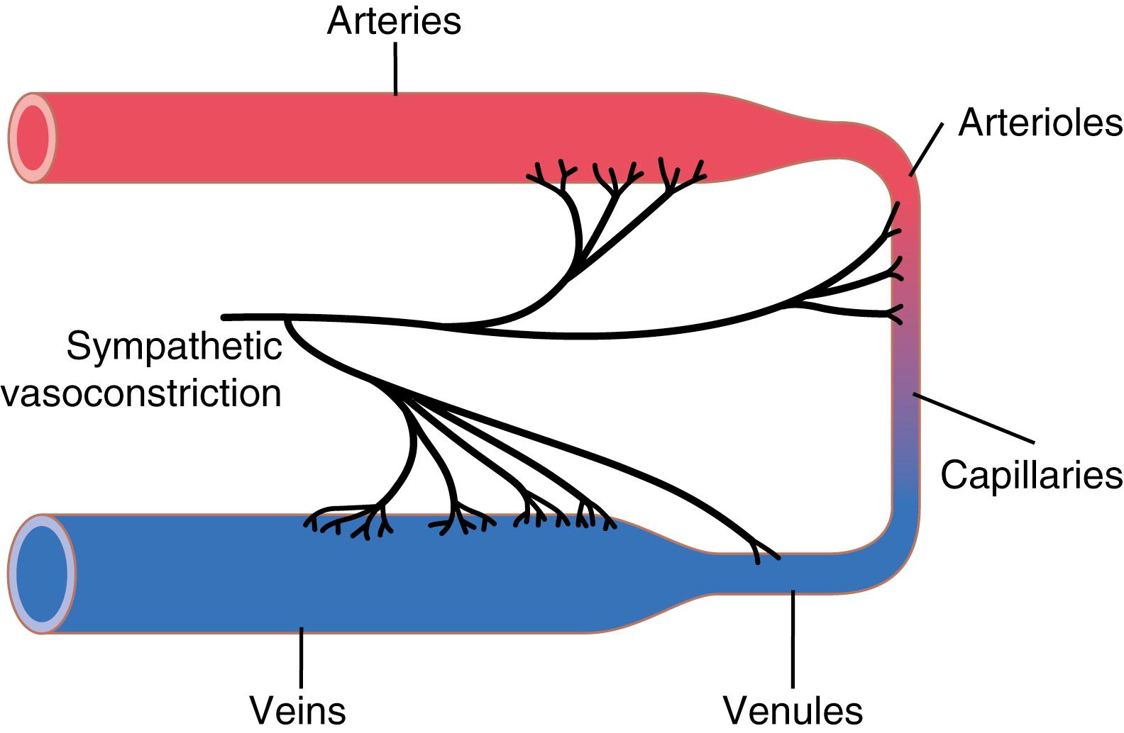 Figure 18-2., Sympathetic innervation of the systemic circulation.