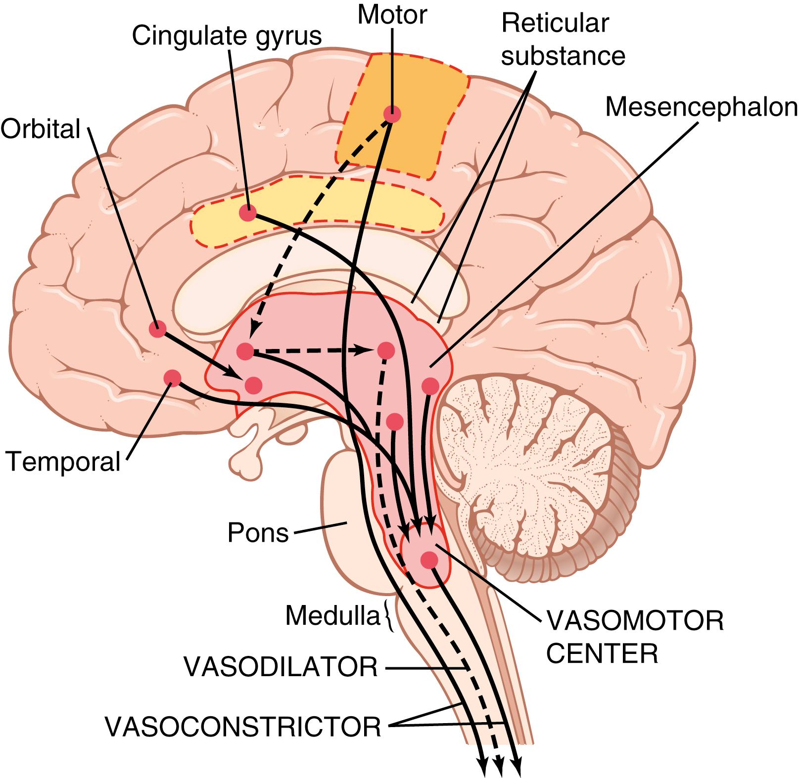 Figure 18-3., Areas of the brain that play important roles in the nervous regulation of the circulation. The dashed lines represent inhibitory pathways.