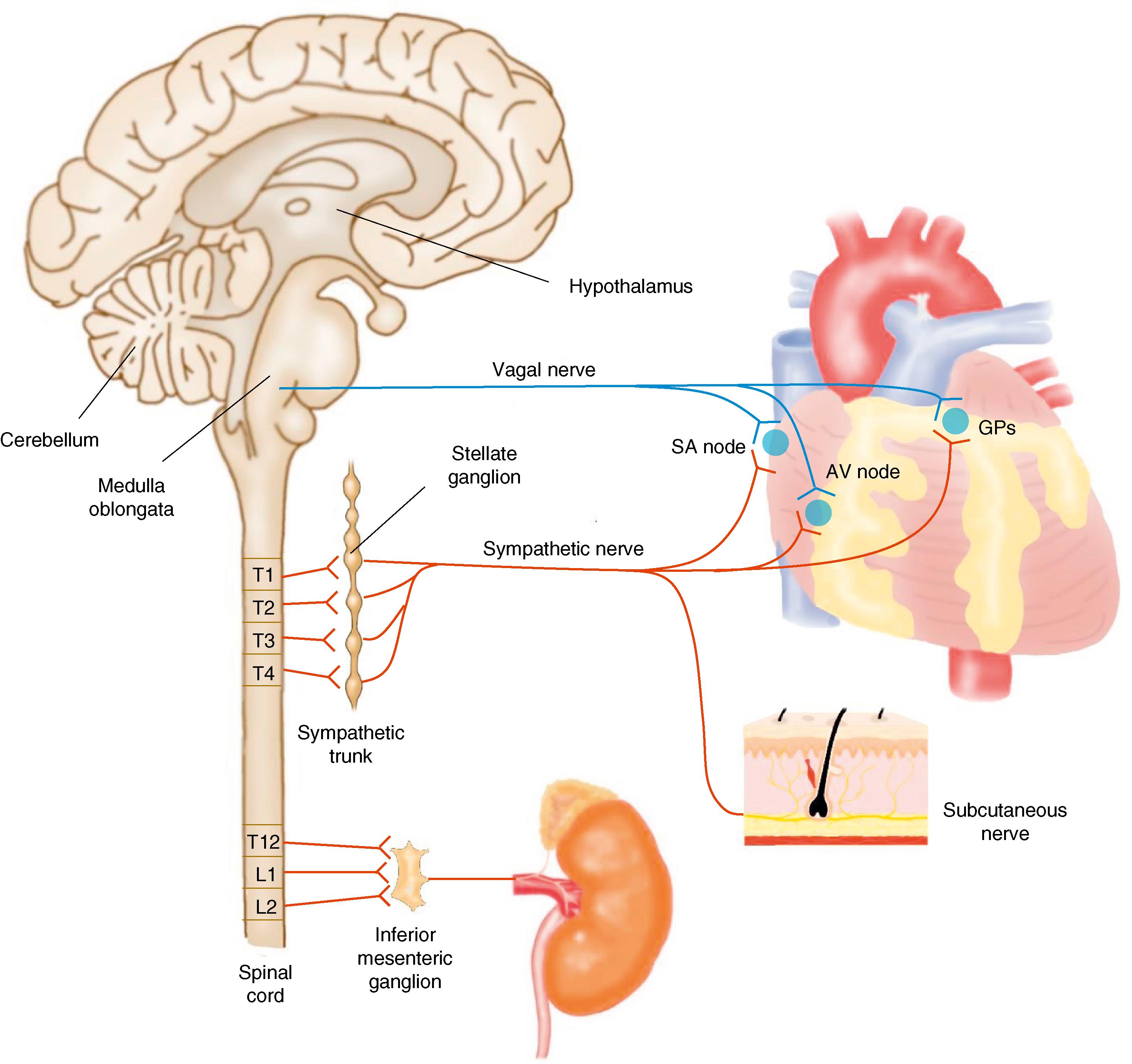 Fig. 40.1, Autonomic innervation of the heart.