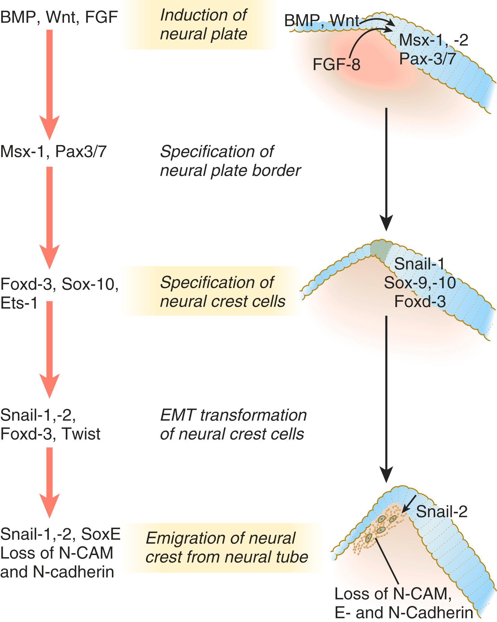 Fig. 12.1, Steps from the induction of neural plate through the emigration of neural crest cells from the forming neural tube.