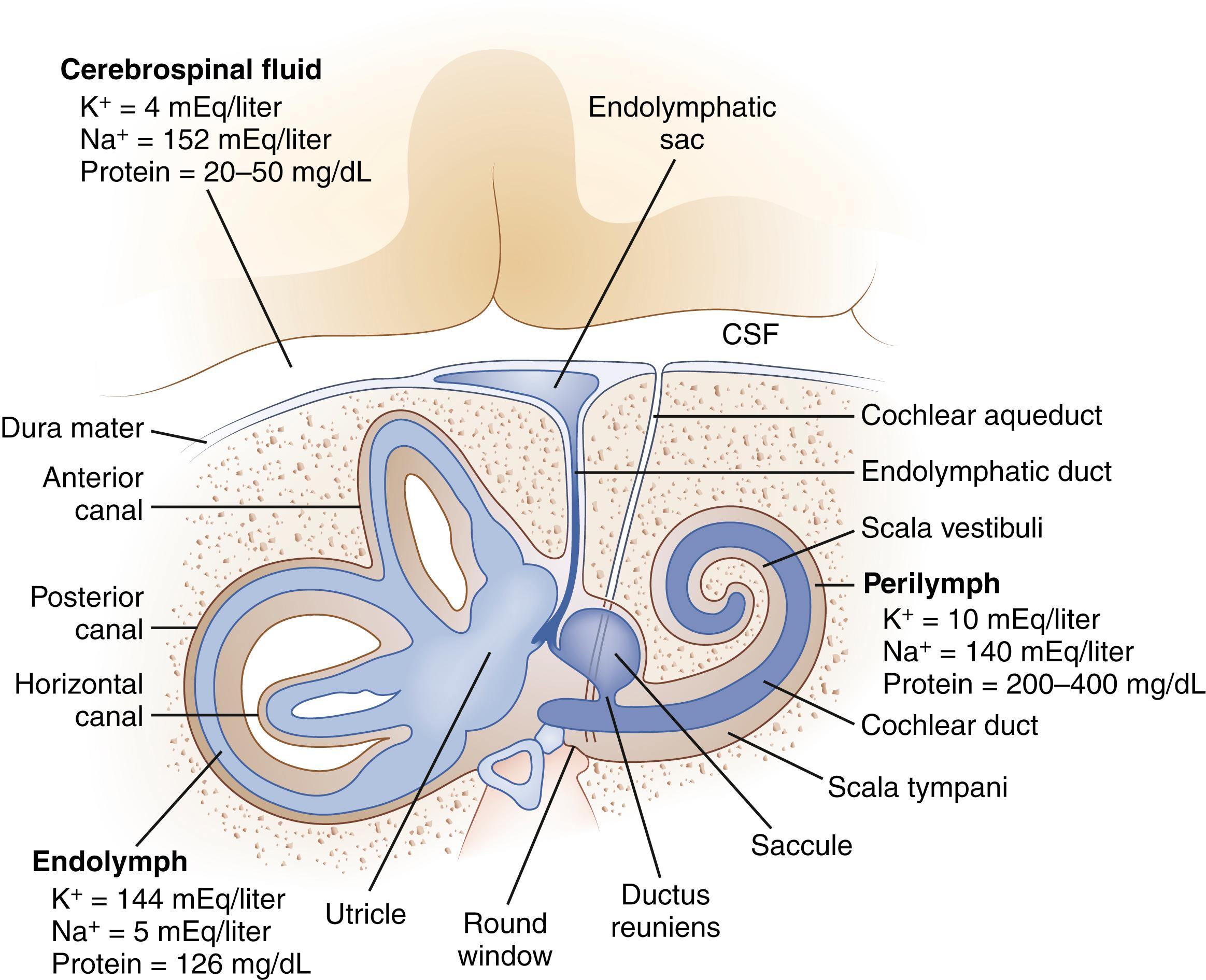 Fig. 22.1, Anatomy of the Inner Ear.