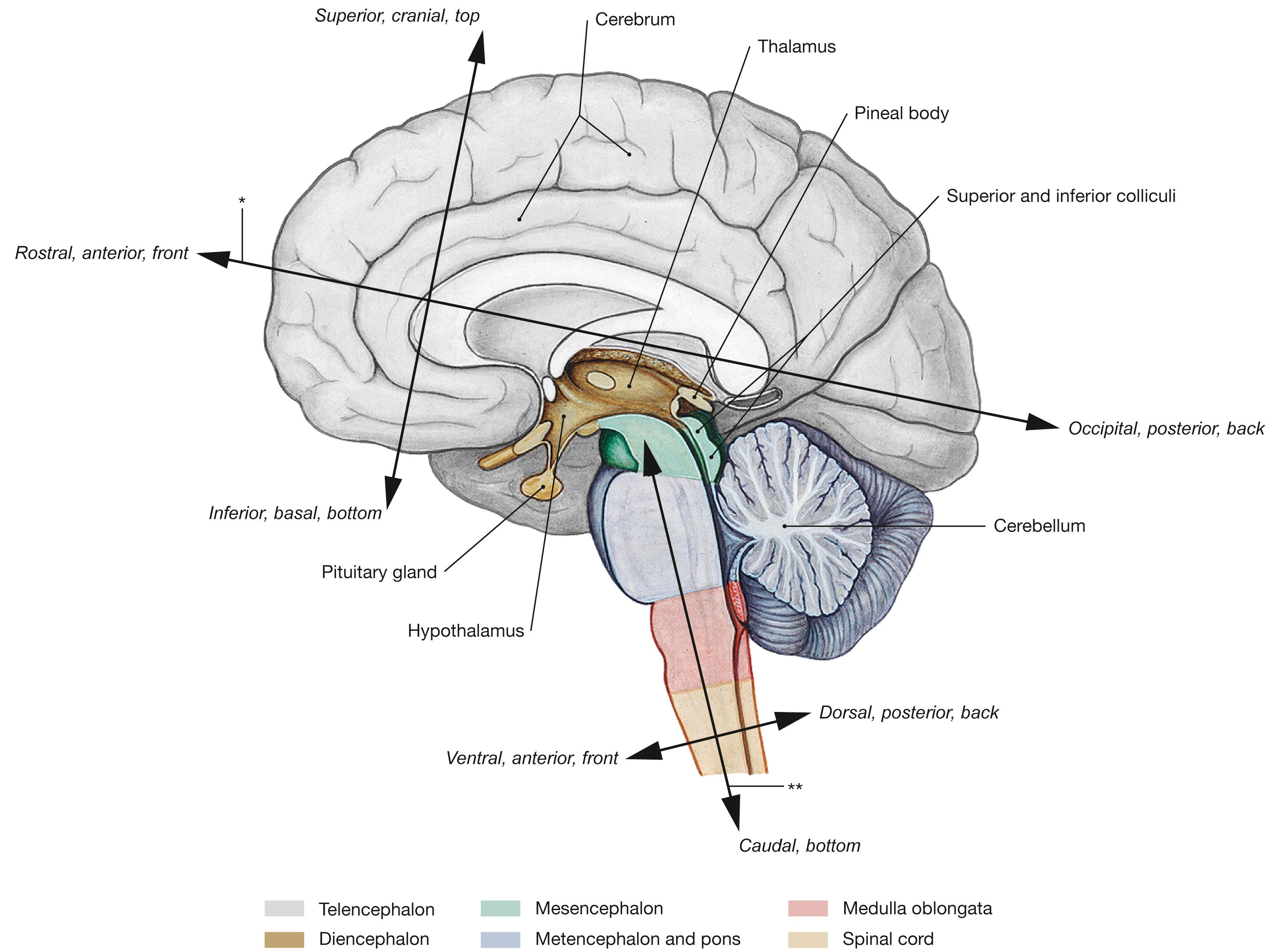 Fig. 12.1, Positional information and organization of the central nervous system (CNS; brain and spinal cord); median section.