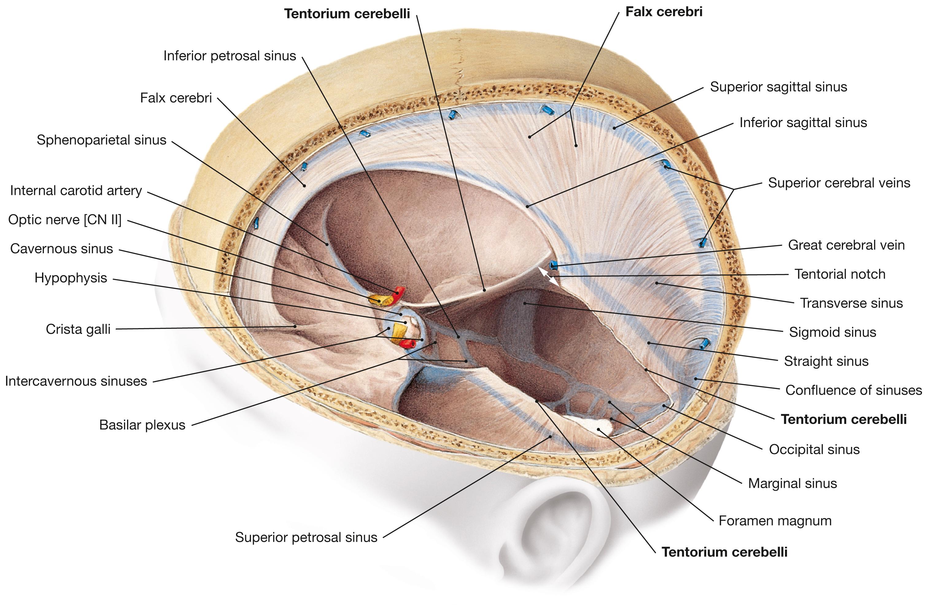 Fig. 12.7, Cranial dura mater and dural venous sinuses; superior oblique view; tentorium cerebelli partially removed.