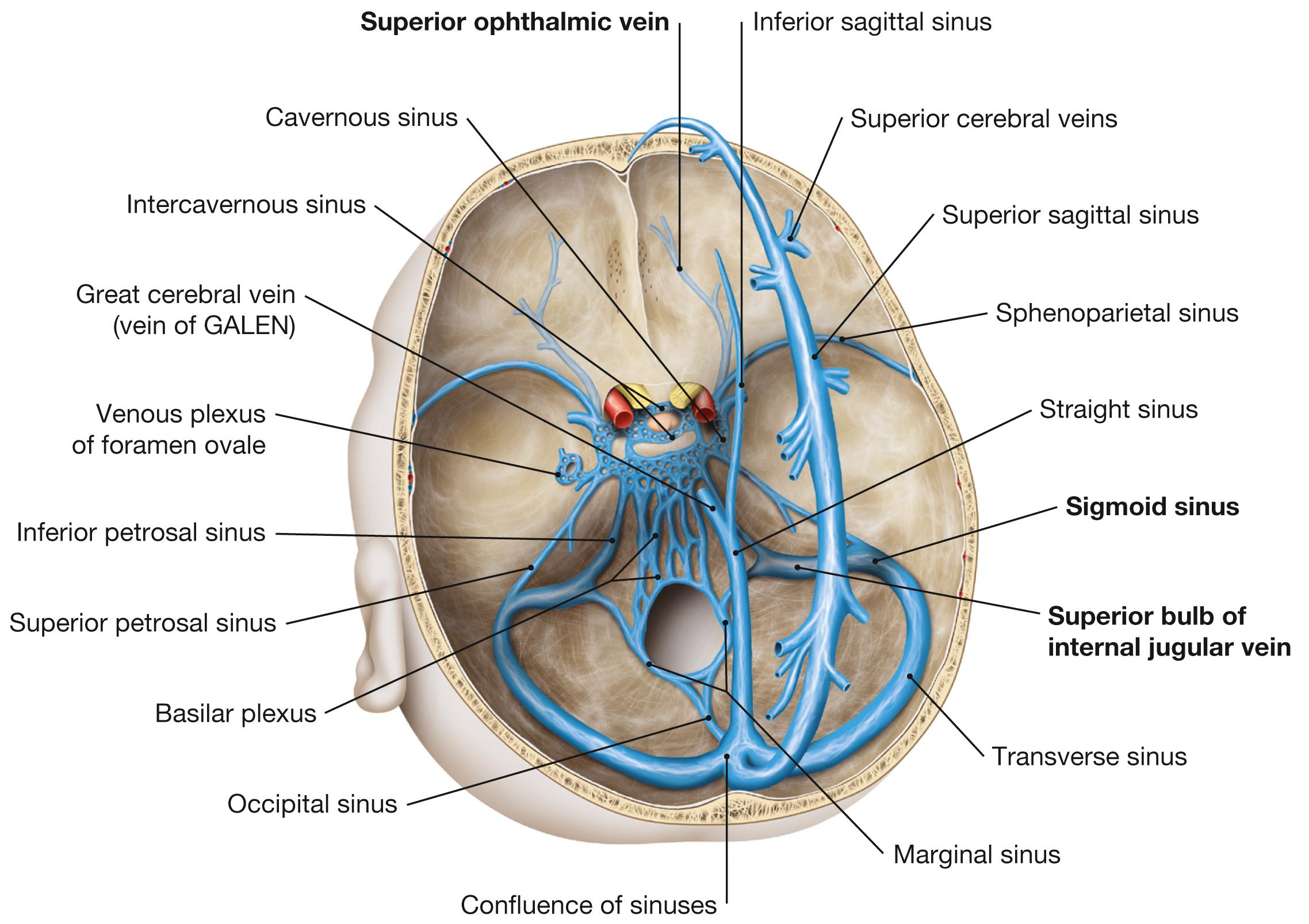 Fig. 12.8, Dural venous sinuses; superior view.