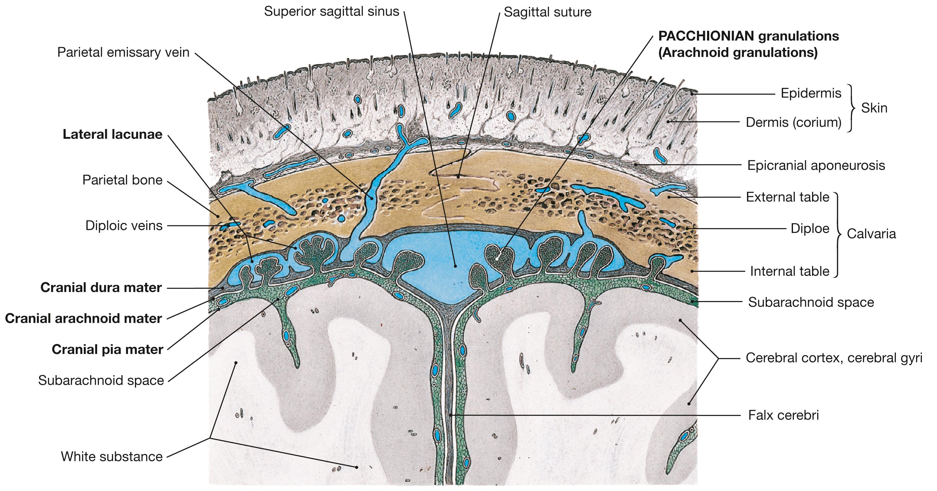 Fig. 12.9, Calvaria, meninges, and dural venous sinuses; frontal section.