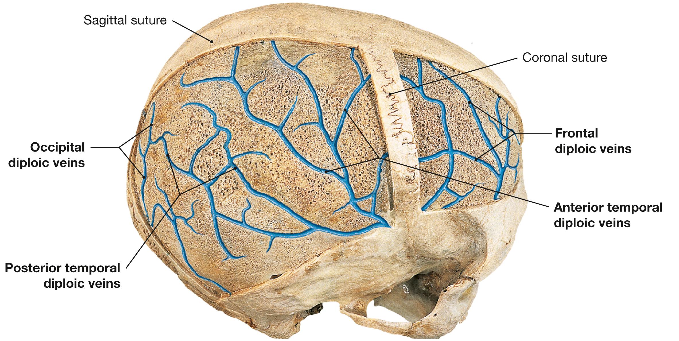 Fig. 12.10, Diploic canals and diploic veins of the calvaria, right side; superior oblique view; after the external layer of the compact bone has been removed from the calvaria.