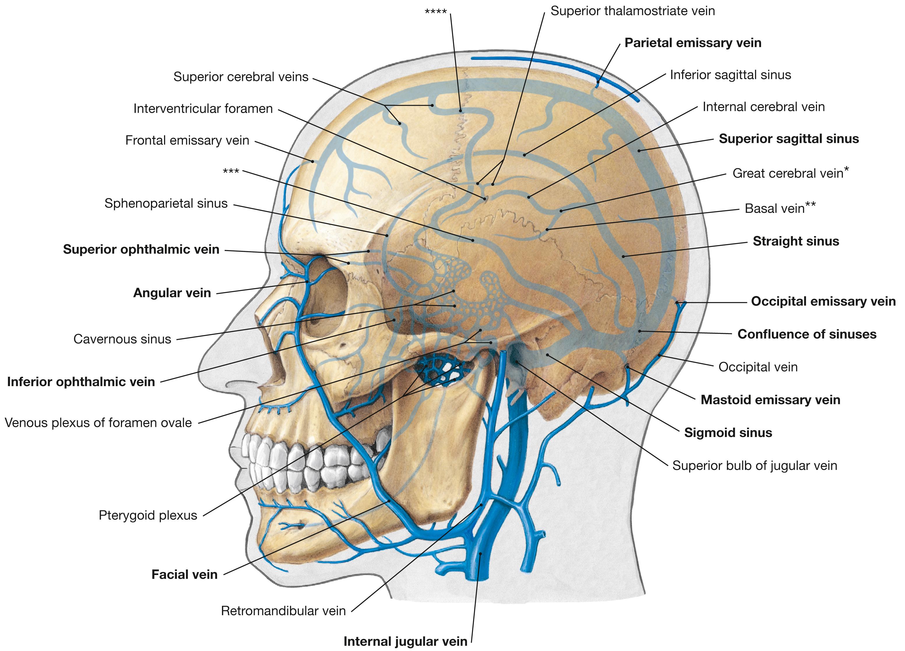 Fig. 12.11, Intra- and extracranial veins of the head.