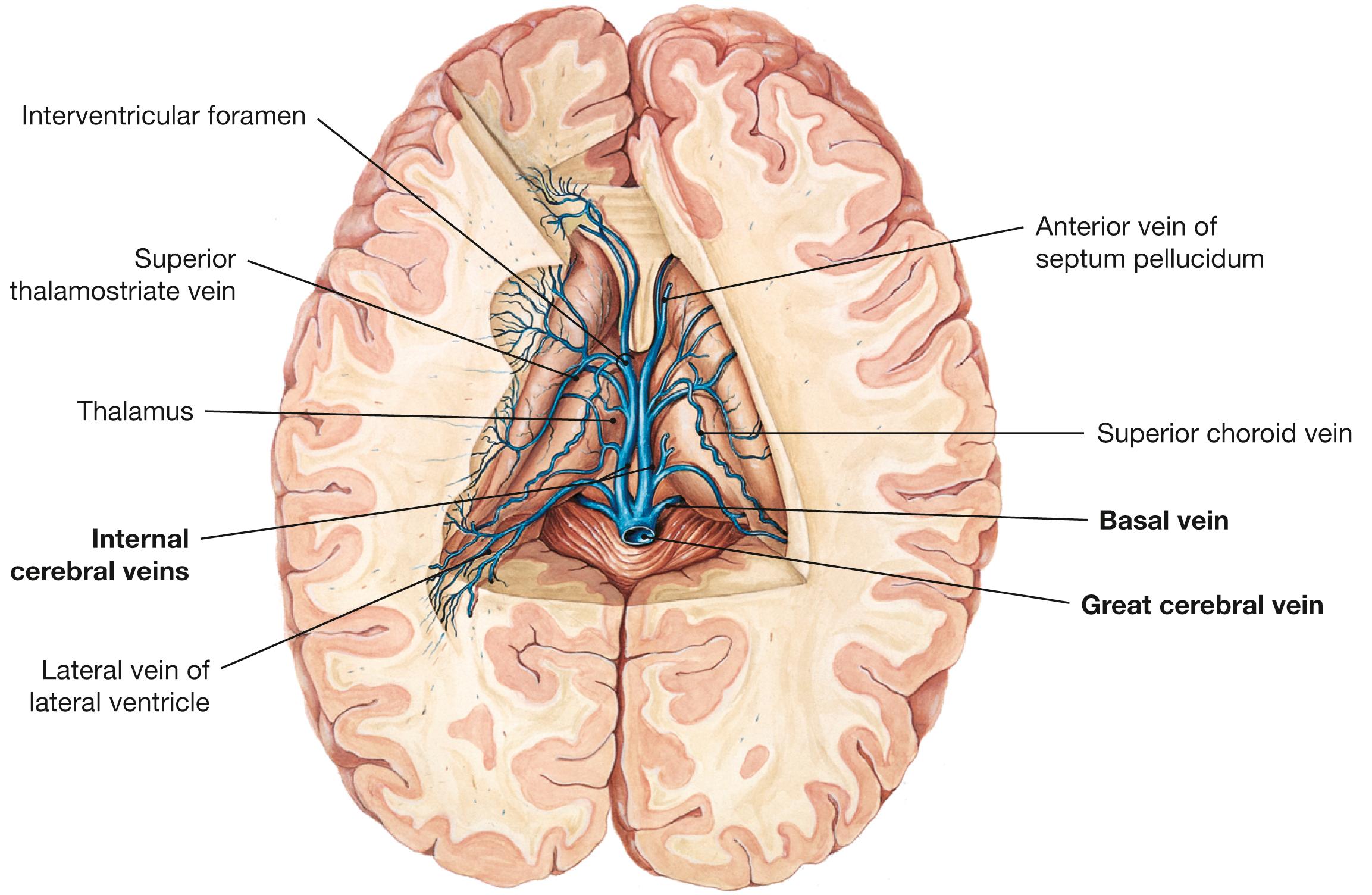 Fig. 12.12, Deep veins of the brain; superior view.