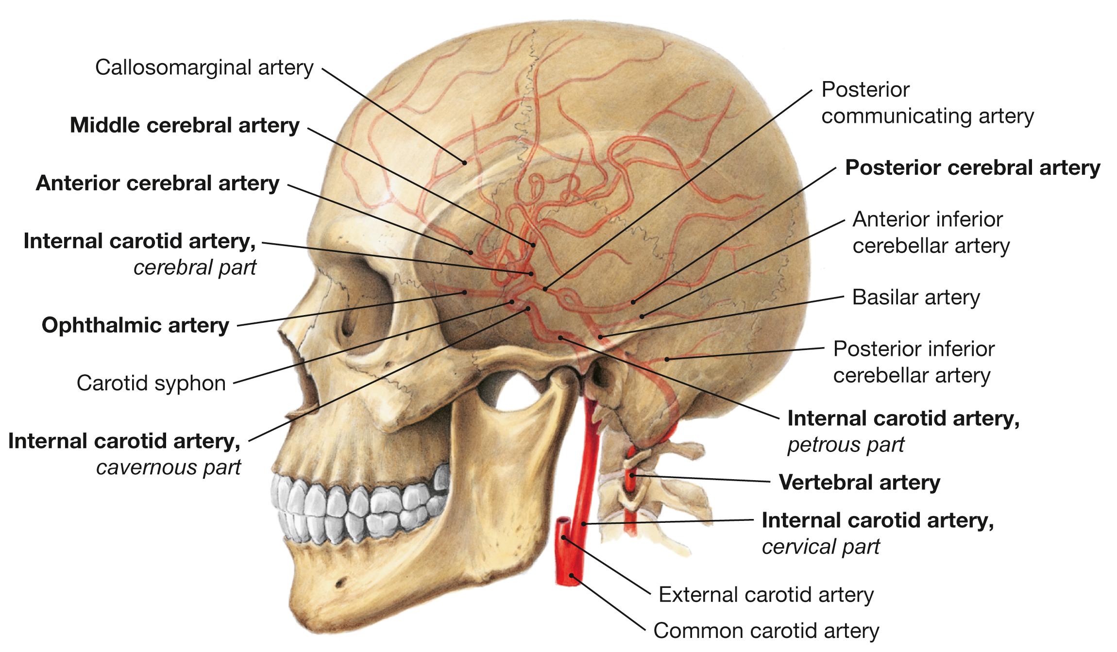 Fig. 12.13, Intracranial arteries to the brain.