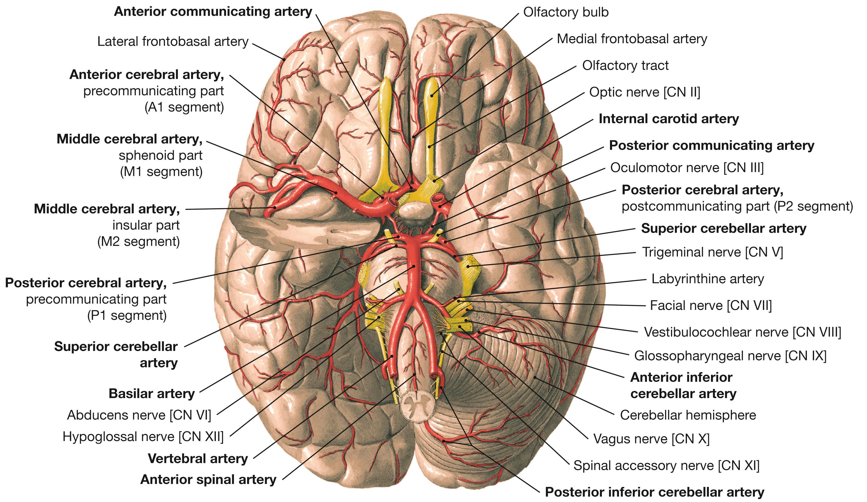 Fig. 12.14, Arteries of the brain; inferior view.