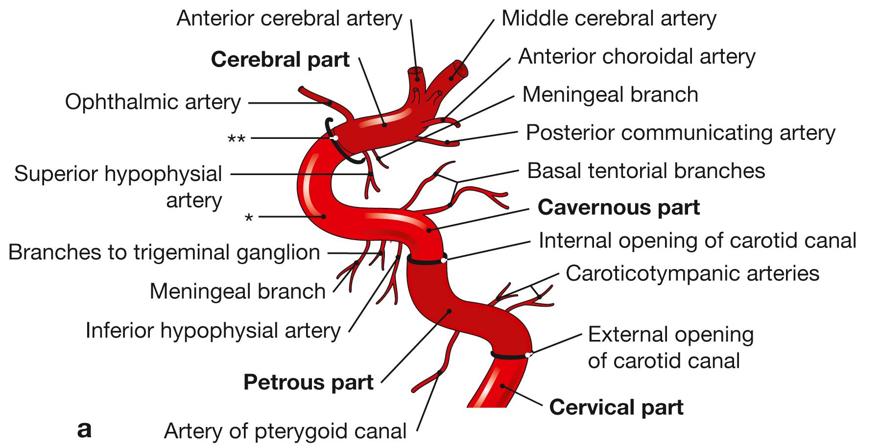 Fig. 12.16a to c, Parts of the internal carotid artery.